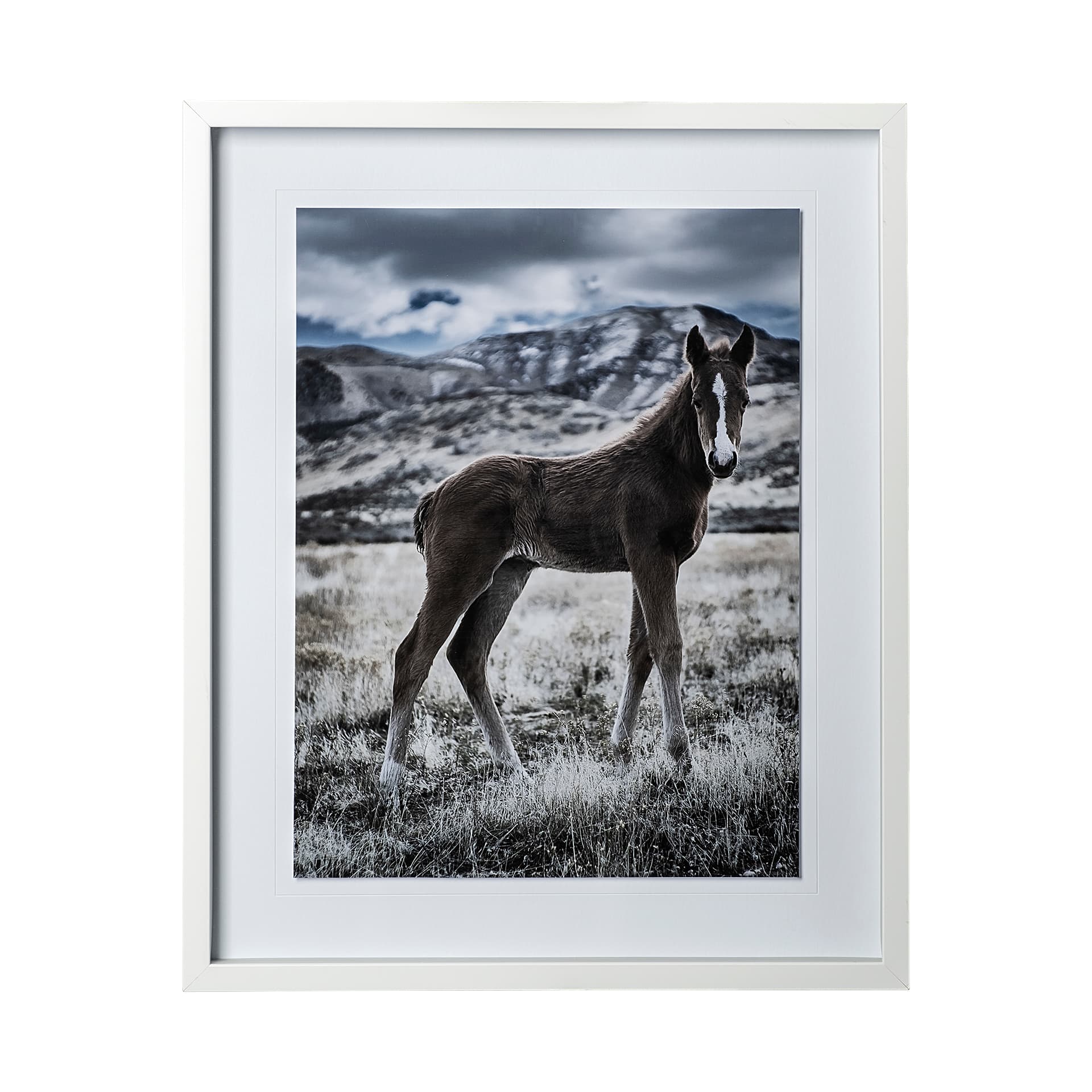 Horse 3 by Dunker a Framed Photo Art Print Matted under Glass — product photograph