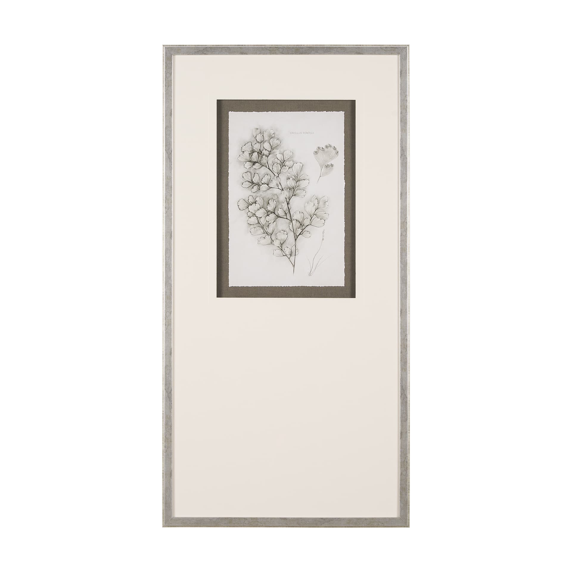 Fern Study IV (Capillus Veneris) Mercana Studio Hand Embelished Framed Art Print Matted under Glass — product photograph