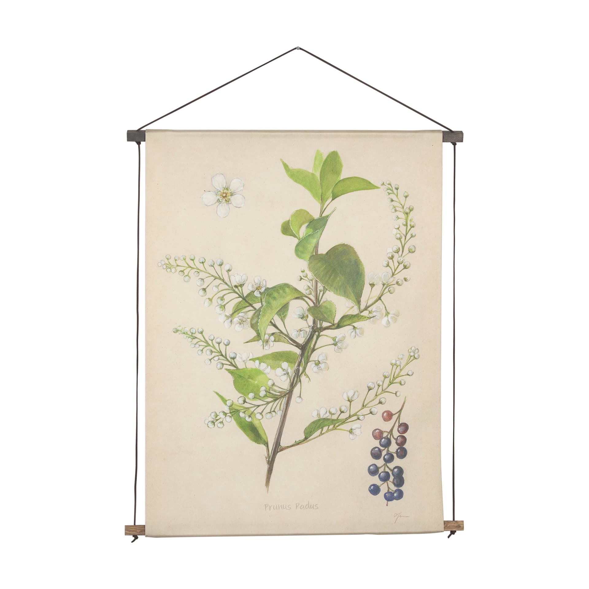 Botanical Study-Prunus Padus by Mercana Studio a Hand Embelished Textured Framed Art Print — product photograph