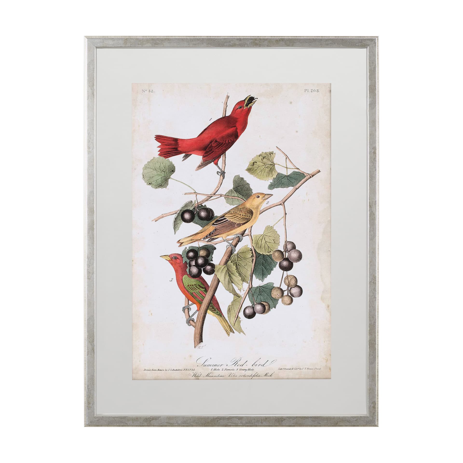 Summer Red Bird by John James Audubon a Framed Art Print Matted under Glass — product photograph