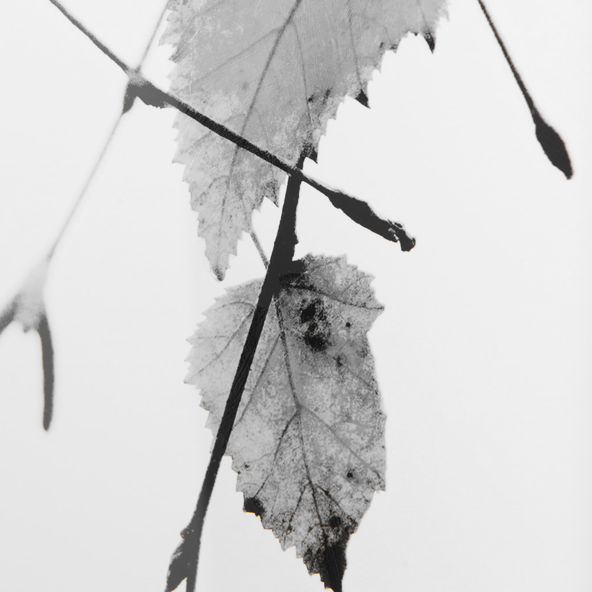 Solo by Rebecca Cozart a Hand Embellished Textured Framed Art Print Matted under Glass — product photograph