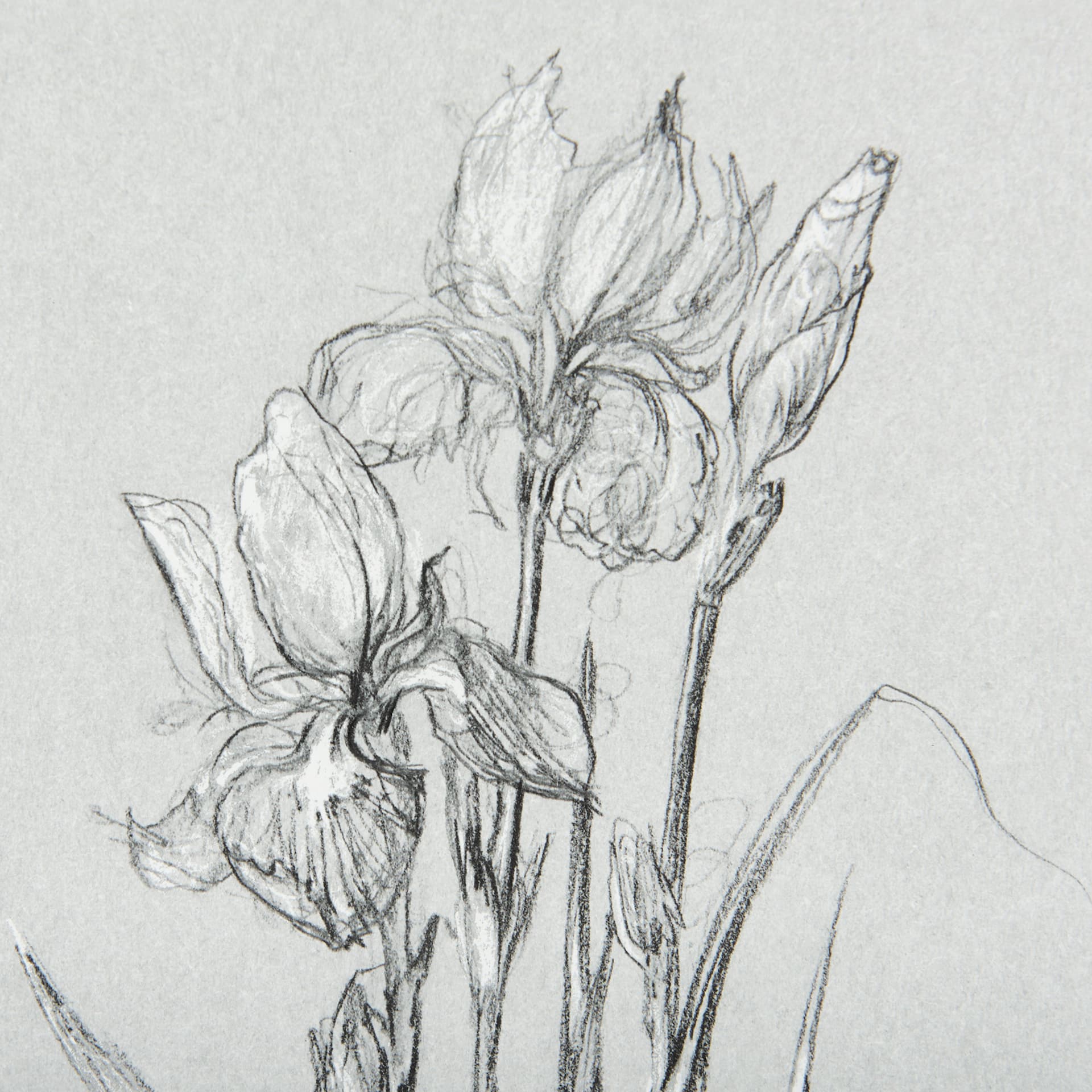 Botanical sketches IV (Grey) by Mercana Studio Hand Embellished Framed Art Print Matted under Glass — product photograph