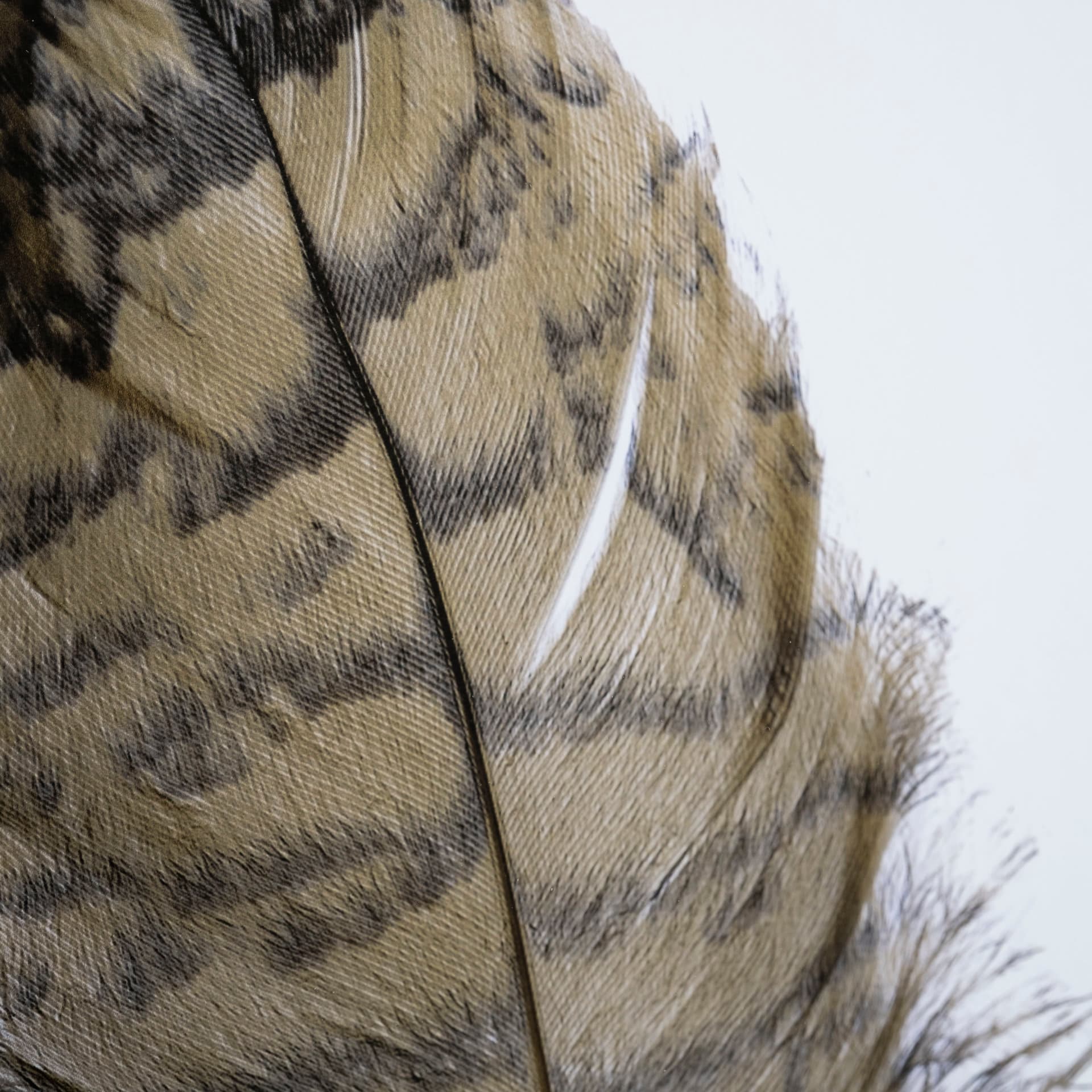 Feathered Friends by Nancy Crowell a Framed Art Print Matted under Glass — product photograph