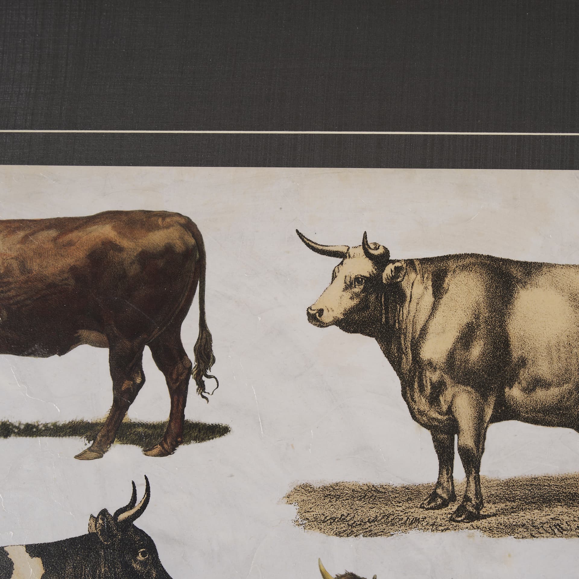 Antique Cow Chart by Mercana Studio a Framed Art Print Matted under Glass — product photograph