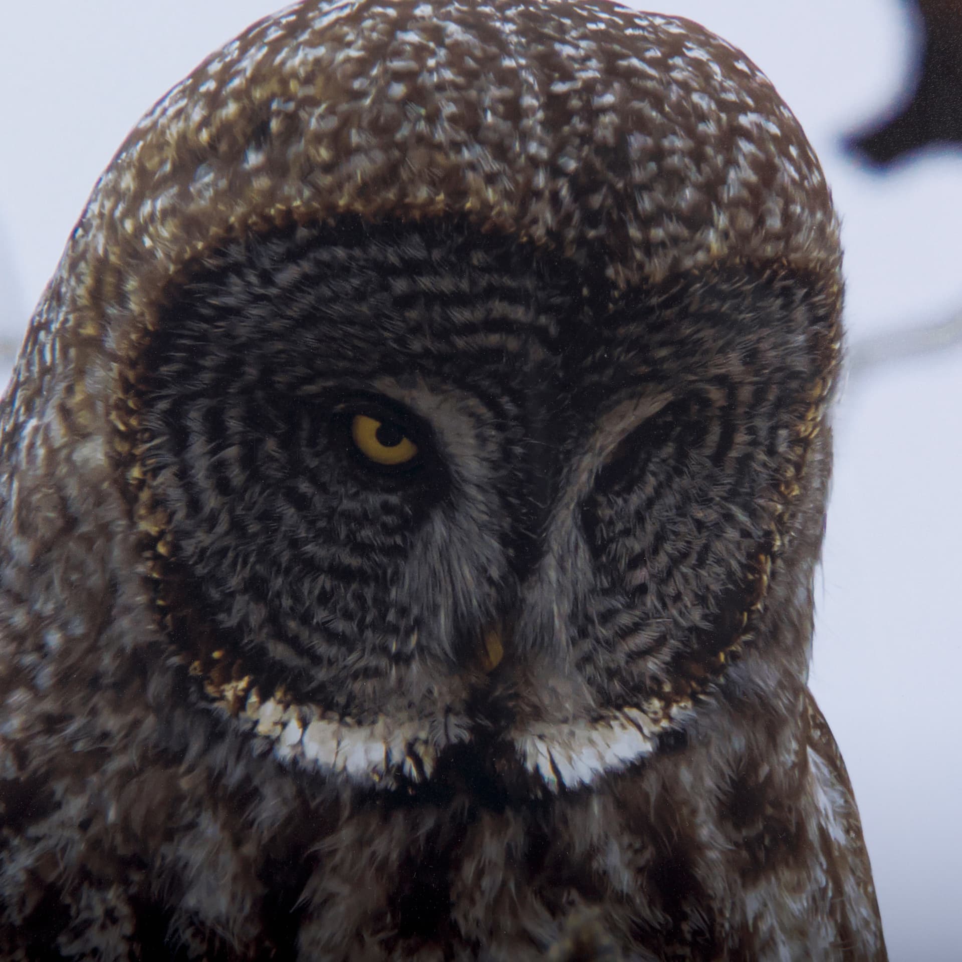 Grey Owl by Chad Mackay a Hand Embellished Textured Framed Photo Art Print Matted under Glass — product photograph