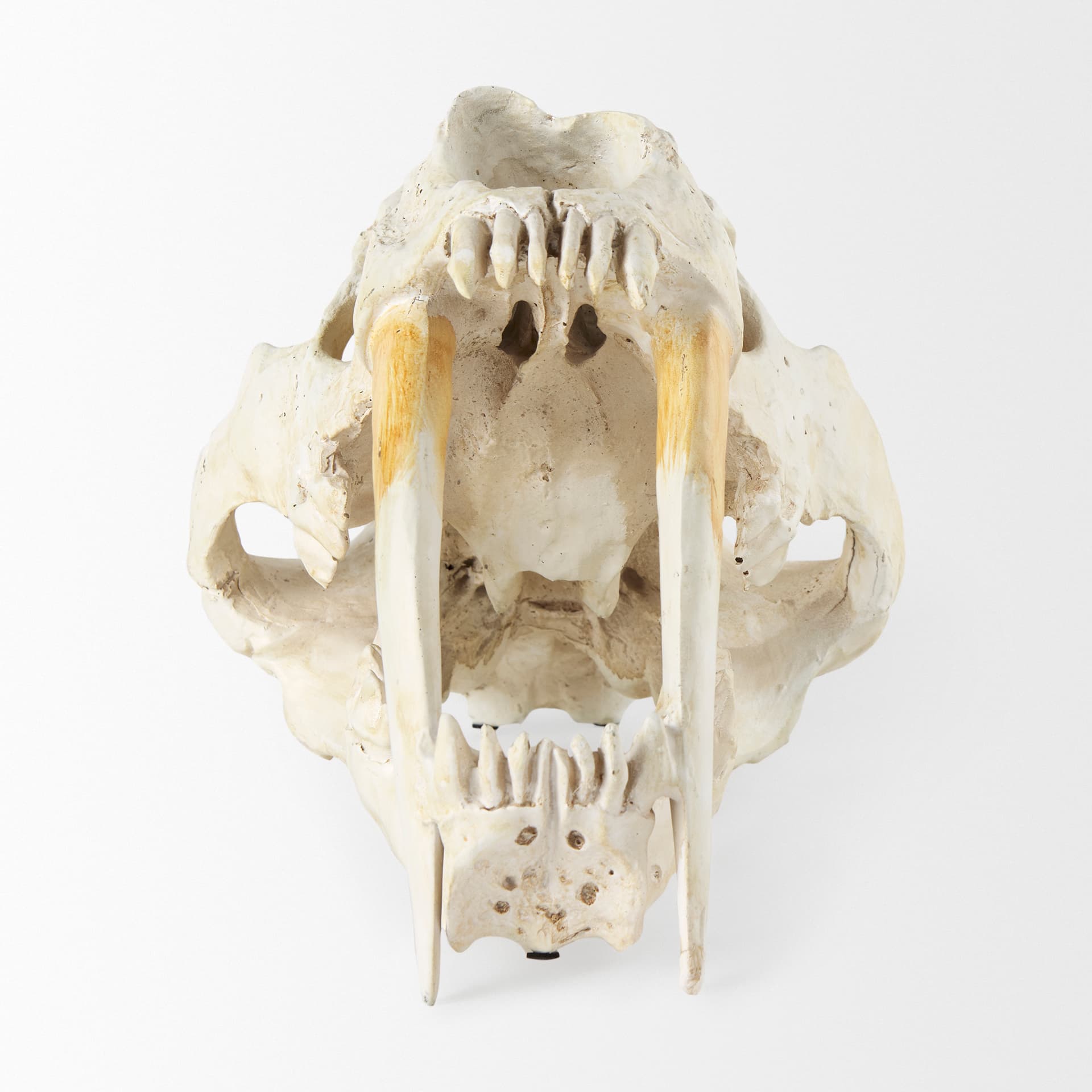 Fozzil 9L x 9W Resin Sabretooth Skull Replica — product photograph