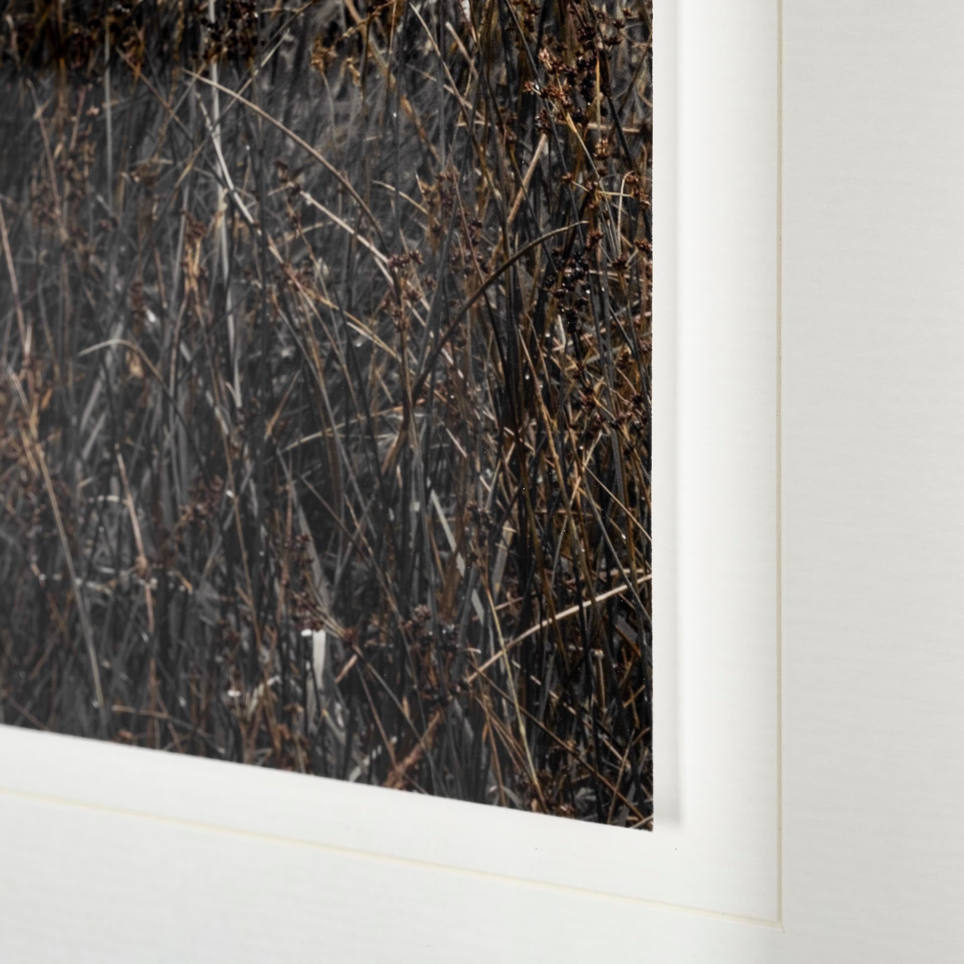 Humphry by Assaf Frank a Framed Photo Art Print Matted under Glass — product photograph