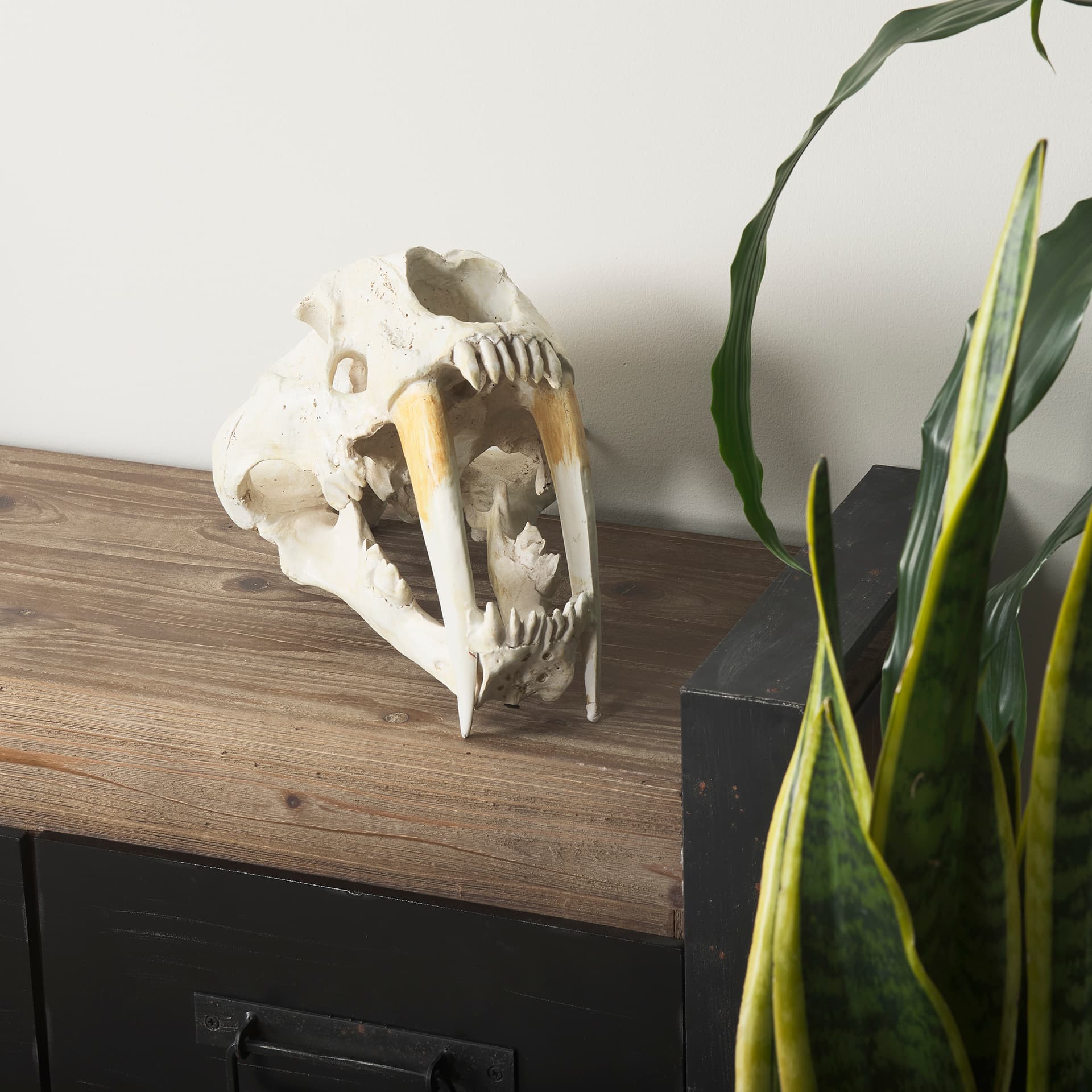 Fozzil 9L x 9W Resin Sabretooth Skull Replica — product photograph