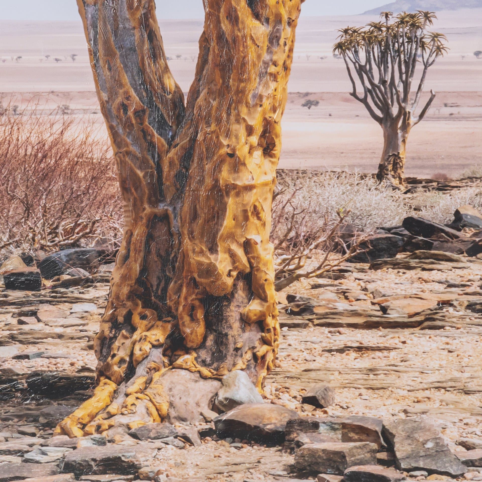 Namibia Tree in Desert by Richard Silver Textured Framed Photo Print Matted under Glass — product photograph