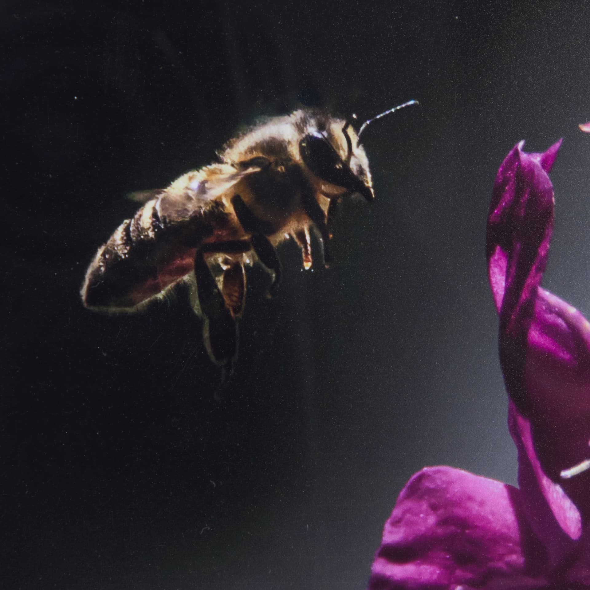 Honey Bee by Chad Mackay a Framed Photo Art Print Matted under Glass — product photograph
