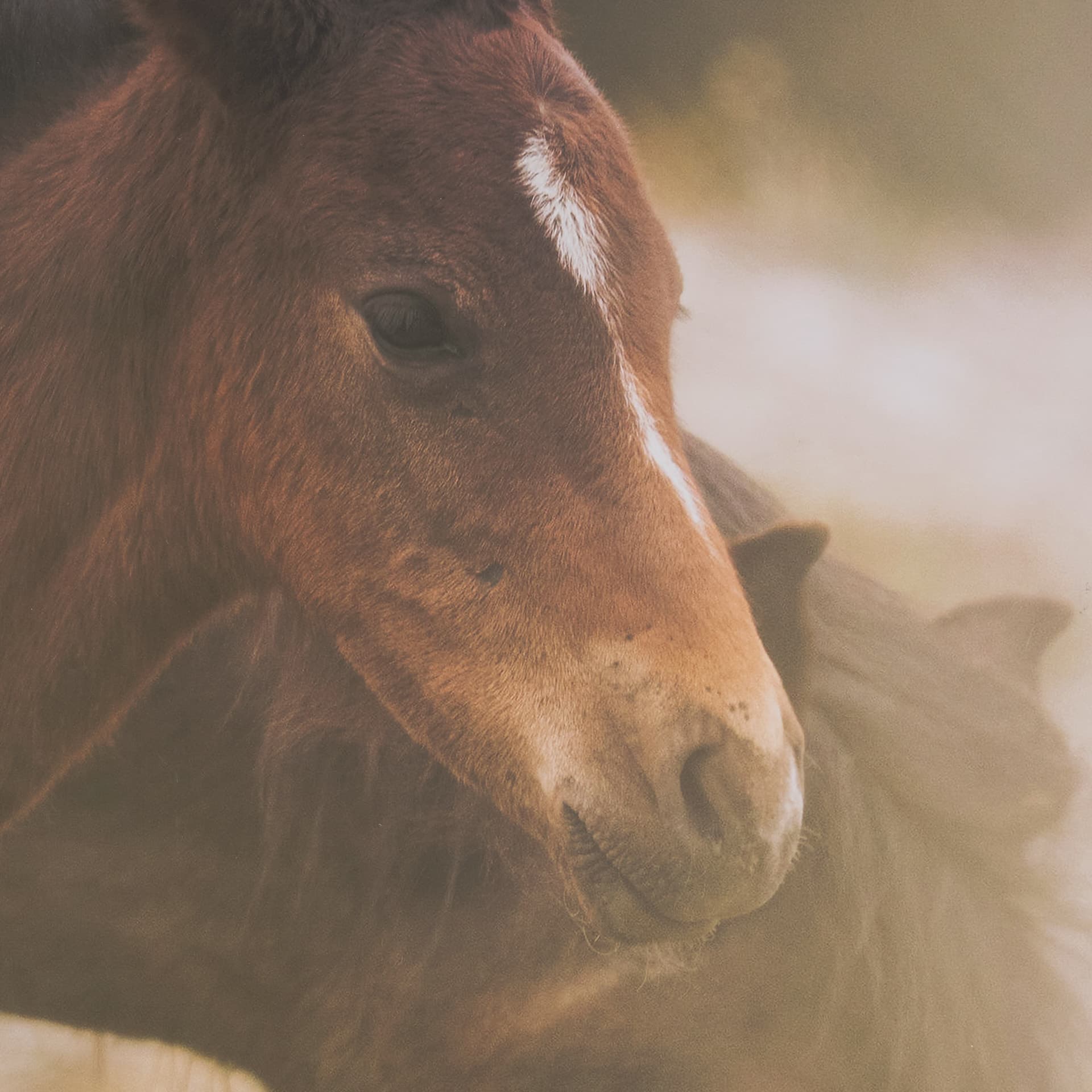 Magic by Chad Mackay FramedPhoto Print Matted under Glass — product photograph