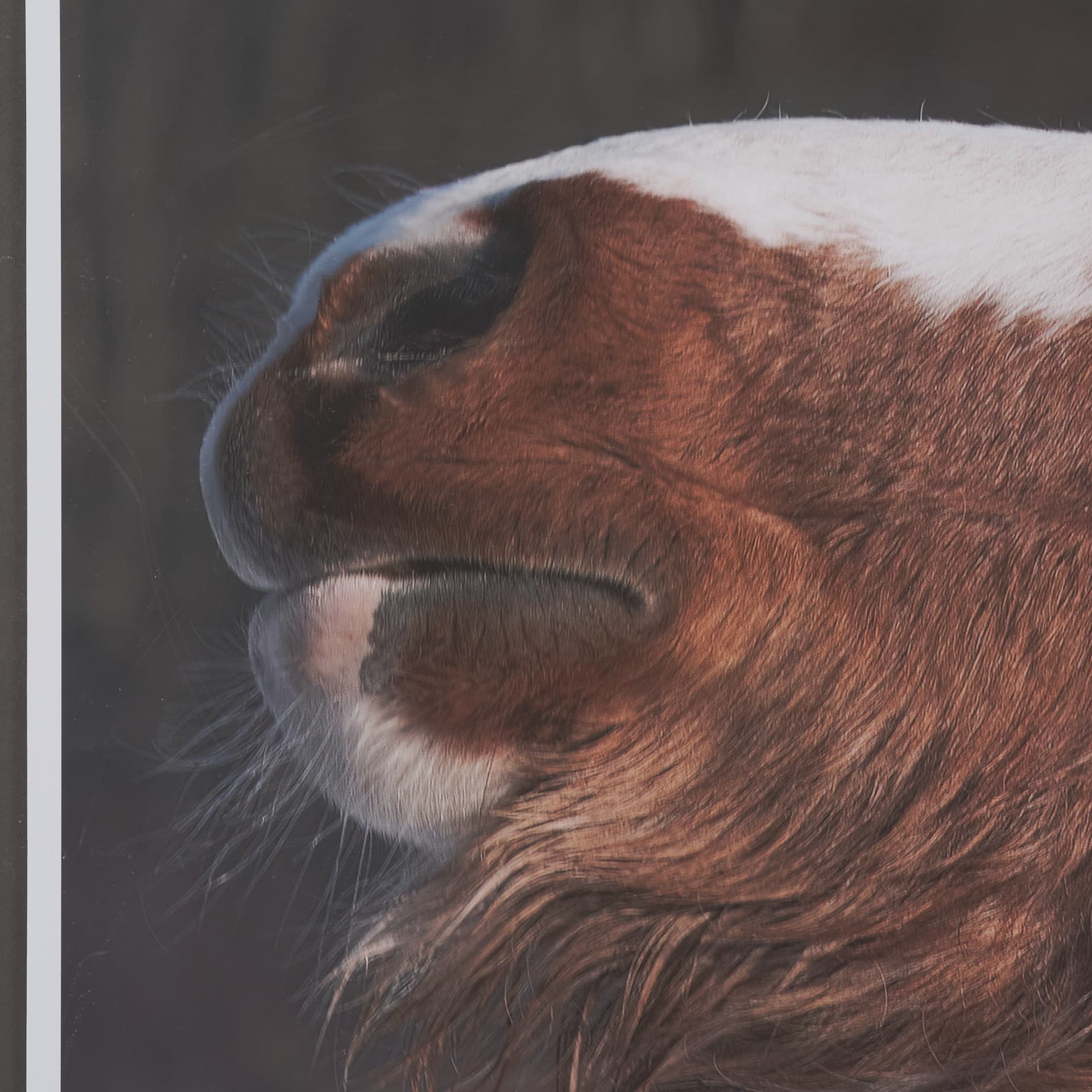 Hay over Here. by Chad Mackay FramedPhoto Print Matted under Glass — product photograph