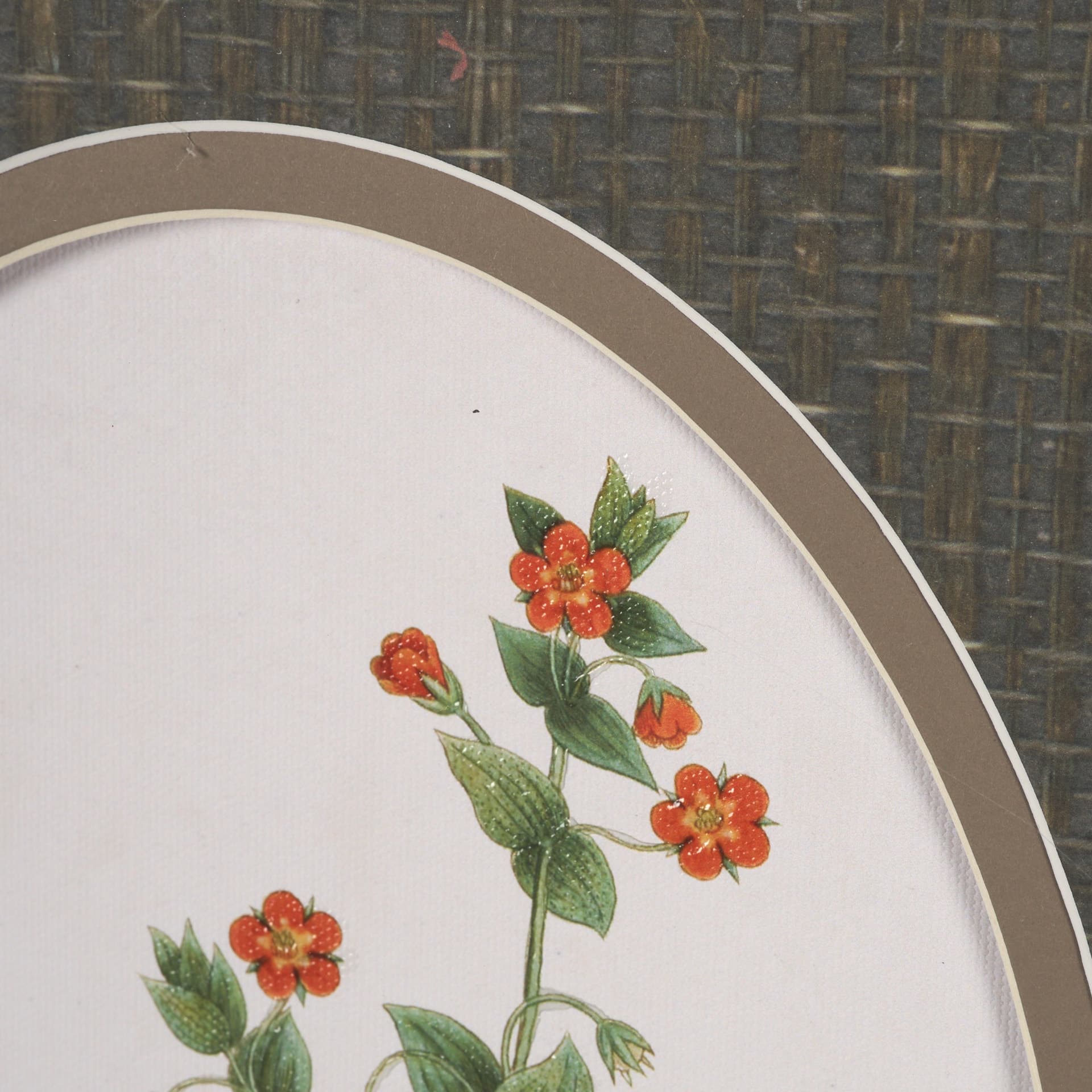 Anagallis Arvensis Flowers by Pierre Joseph Redoute a Hand Embellished Framed Print under Glass — product photograph