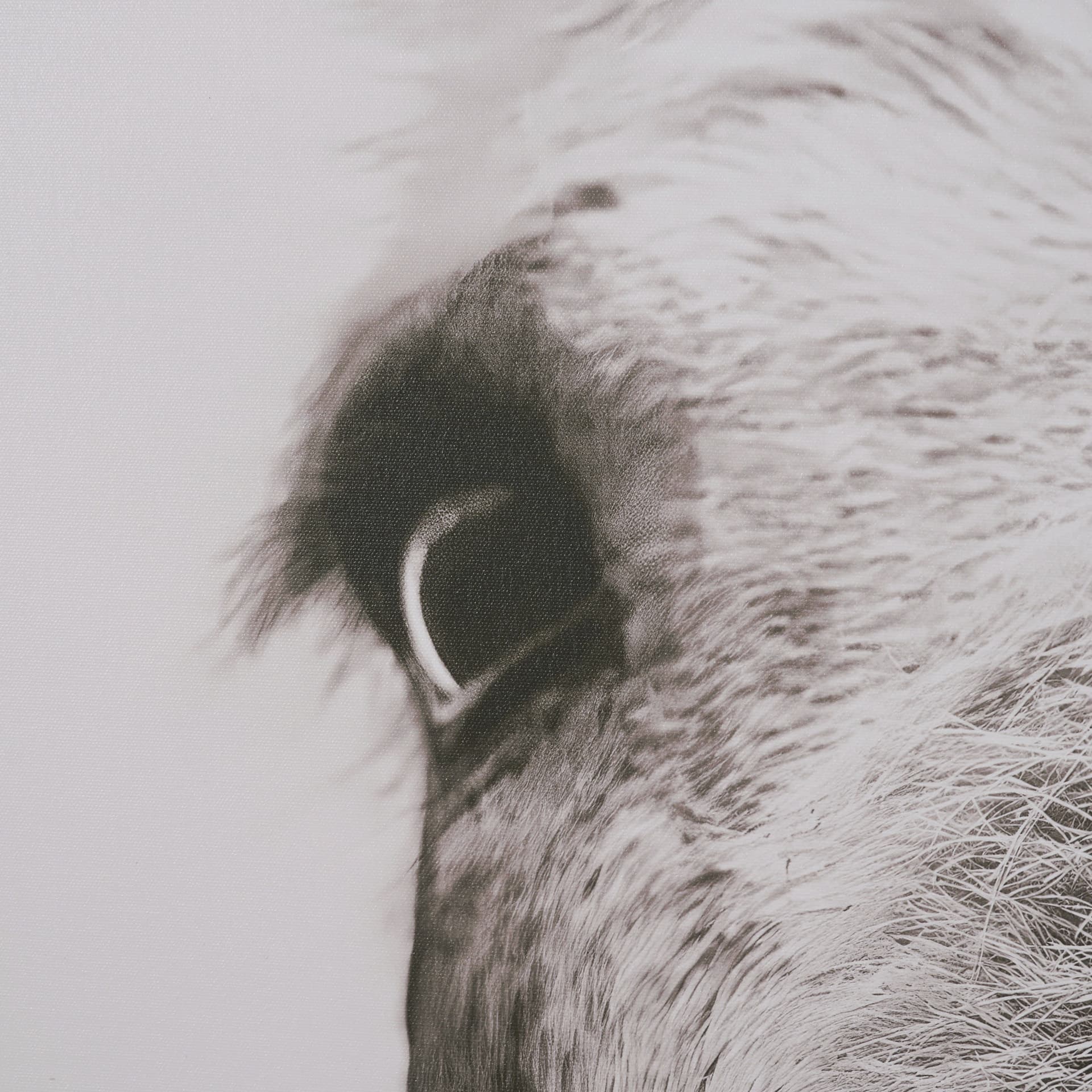 Downward Facing Donkey Sepia by Nathan Larson Textured Framed Canvas Photo Print — product photograph
