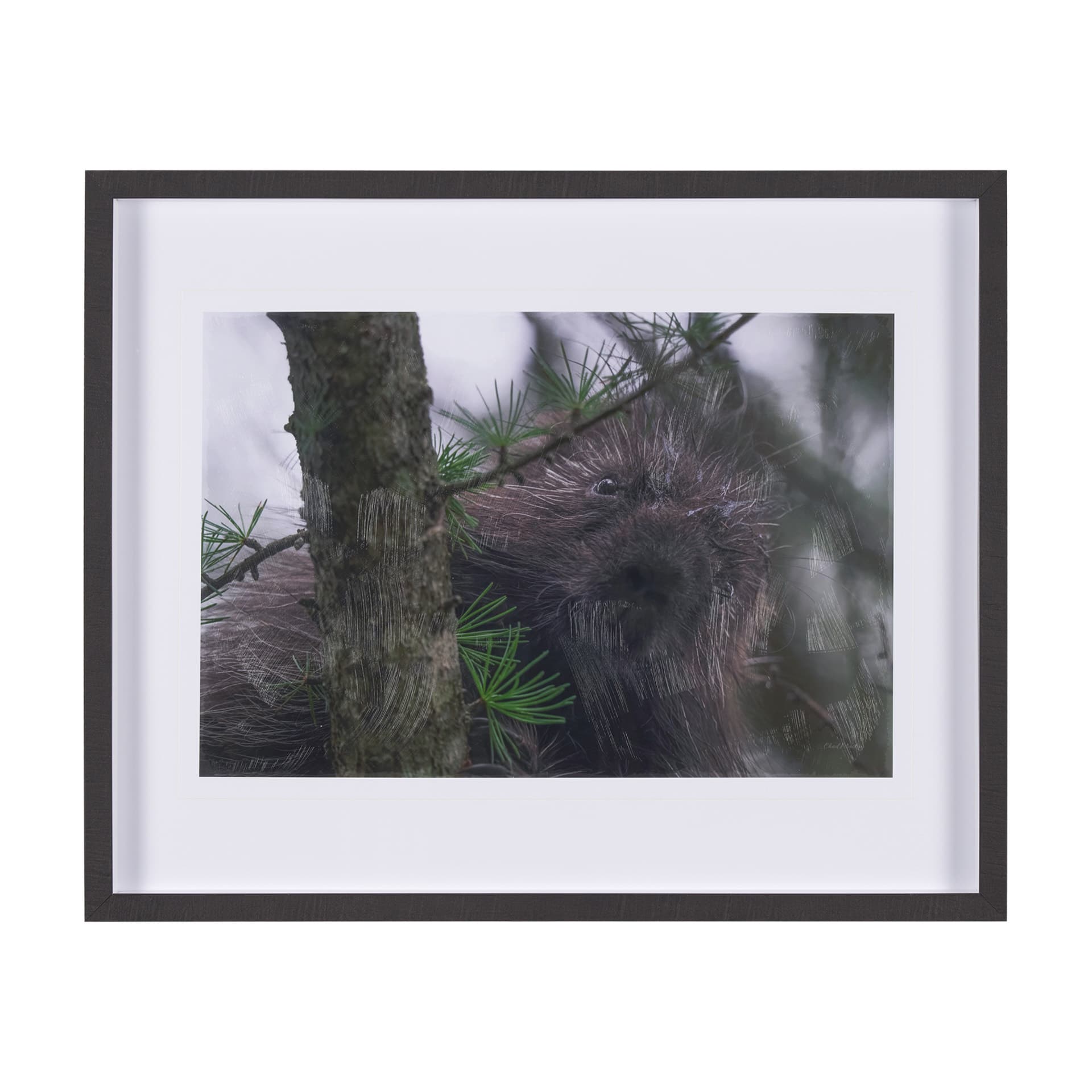 Porcupine Visit by Chad Mackay a Hand Embellished Framed Photo Art Print Matted under Glass — product photograph