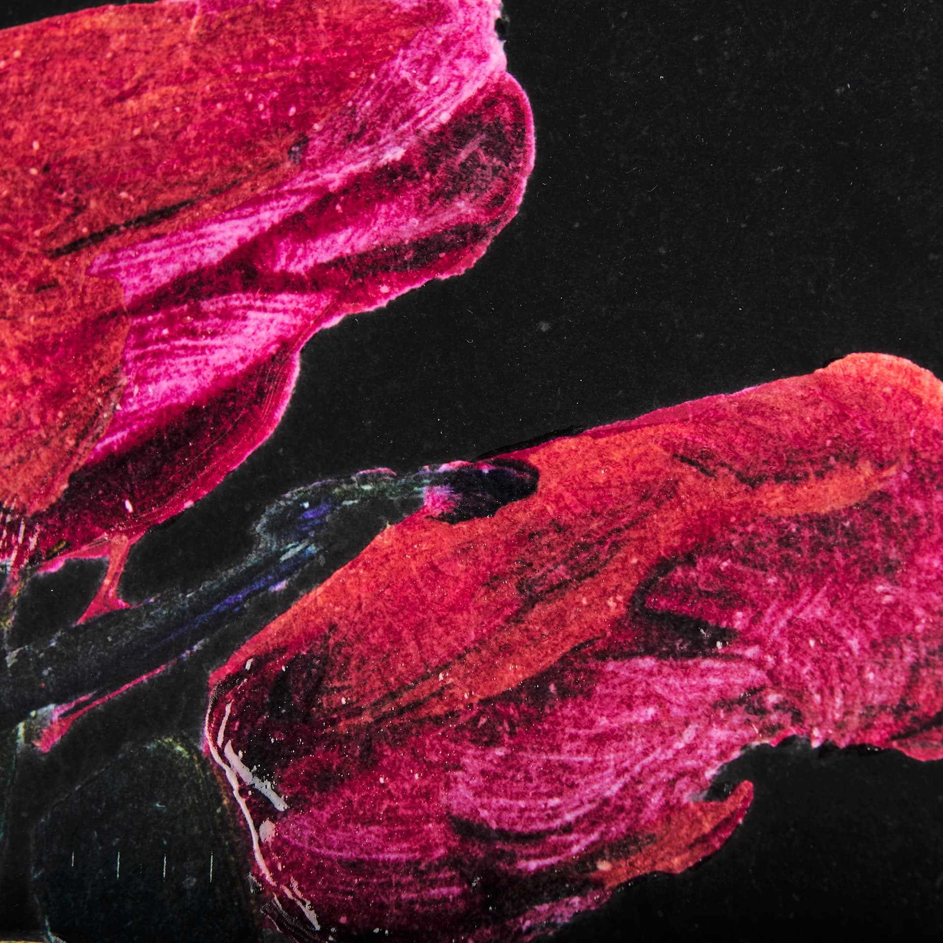 Midnight Flower I by Mercana Studio a Framed Art Print Matted under Glass — product photograph