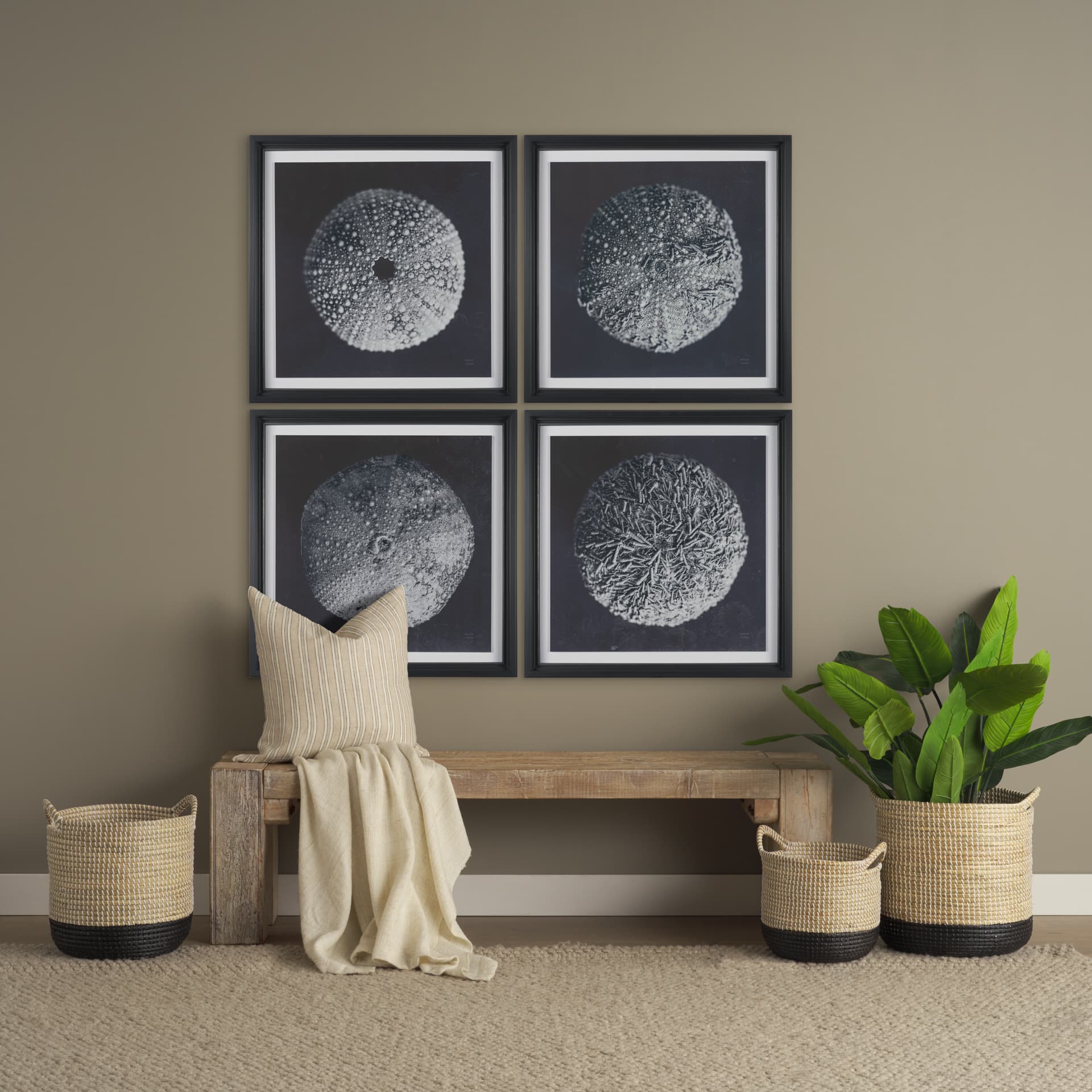 Urchin Still Life I by Nathan Larson a Hand Embellished Framed Photo Art Print Matted under Glass — in a styled room