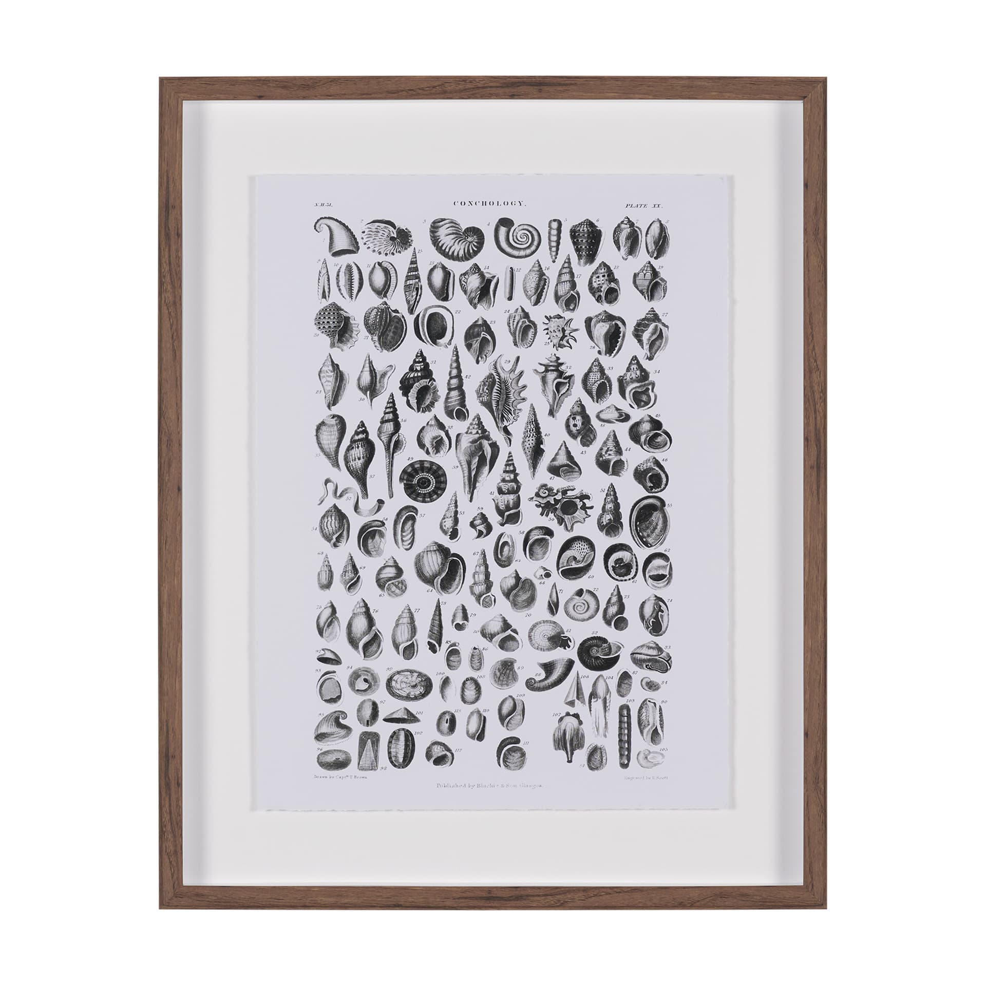 Sealife III by Oliver Goldsmith a Hand Embellished Framed Art Print Matted under Glass — product photograph