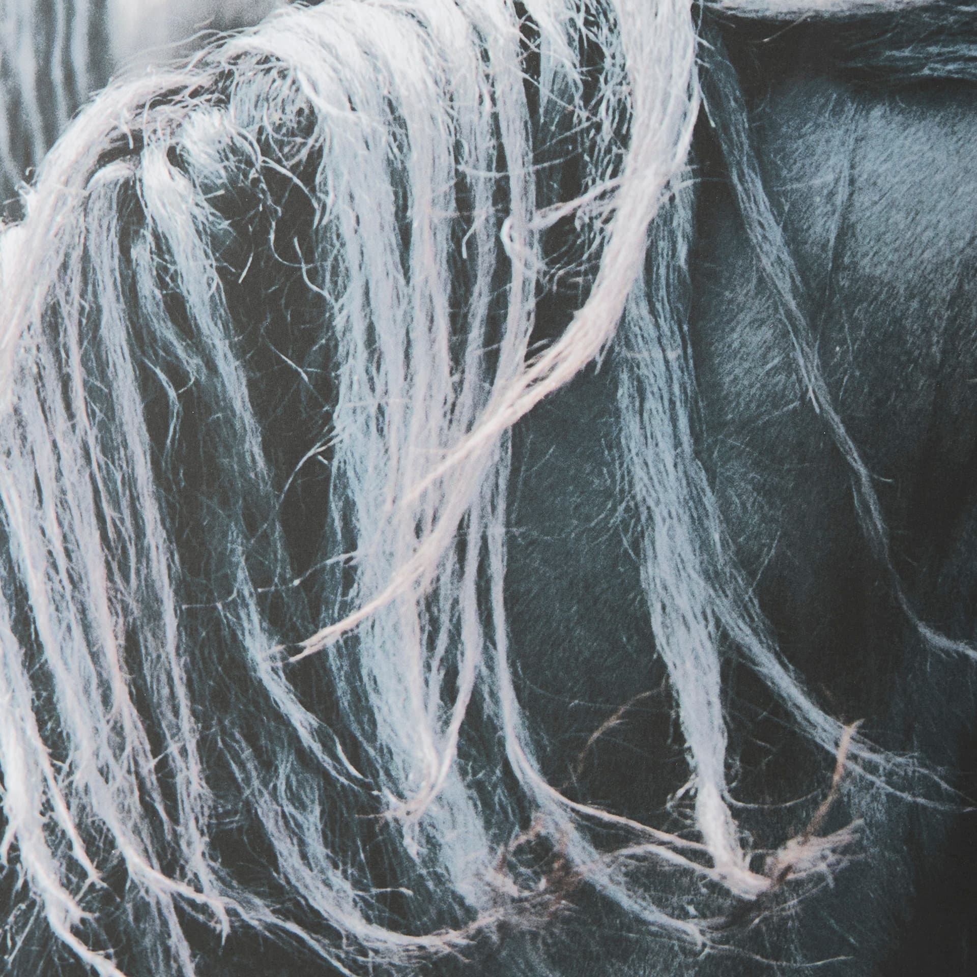 Majestic Admiration by Mercana Studio a Framed Photo Art Print Matted under Glass — product photograph