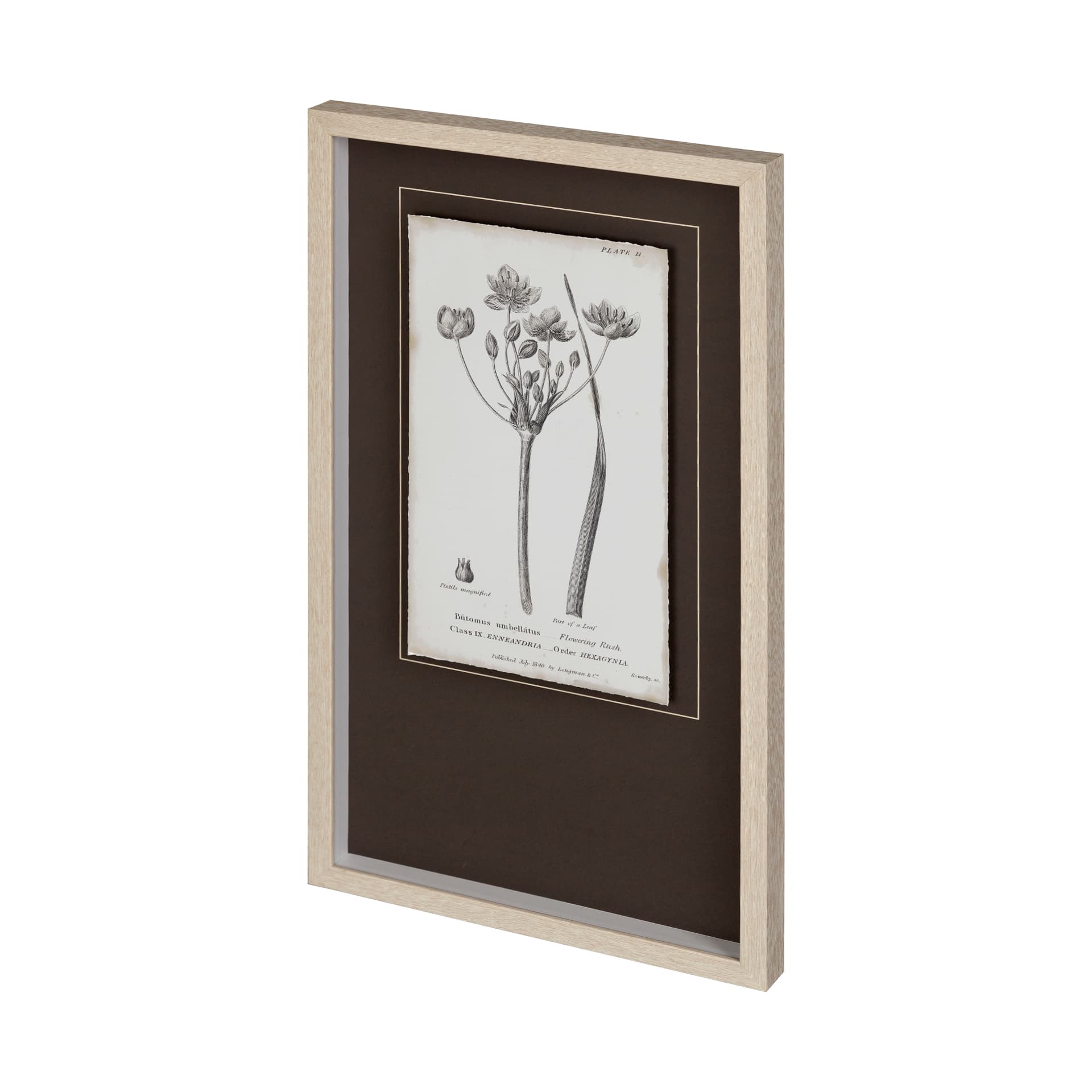 Conversations on Botany II by Mercana Studio Hand Embellished Framed Art Print Matted under Glass — product photograph