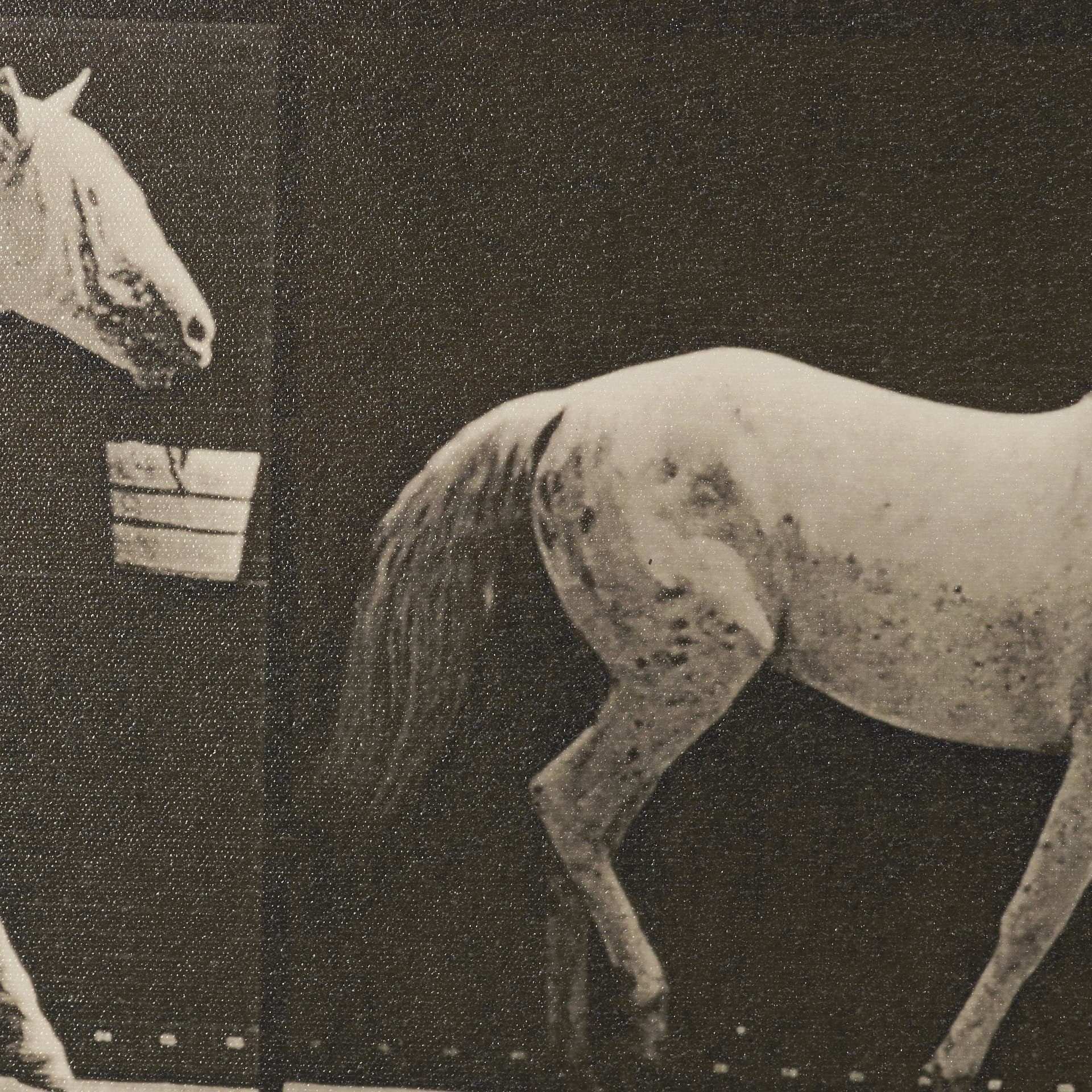 Walking Tall by Eadweard Muybridge Textured Framed CanvasPhoto Print — product photograph