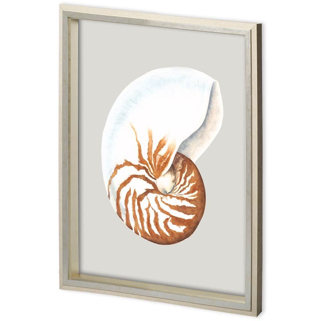 Custom Spider Conch by Maleki, Ferdos a Framed Art Print Matted under Glass — product photograph