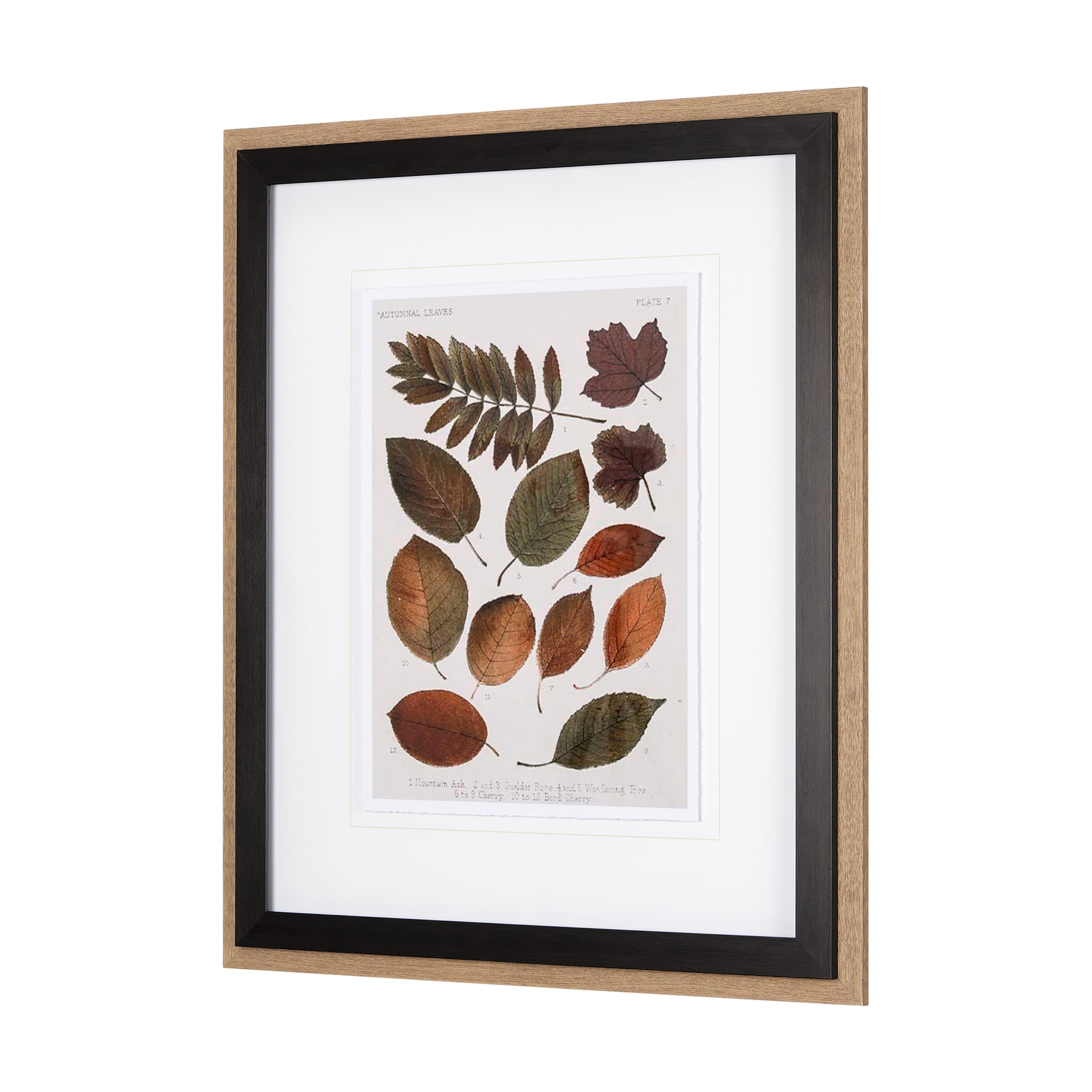 Autumnal Leaves II by Vision Studio a Framed Art Print Matted under Glass — product photograph