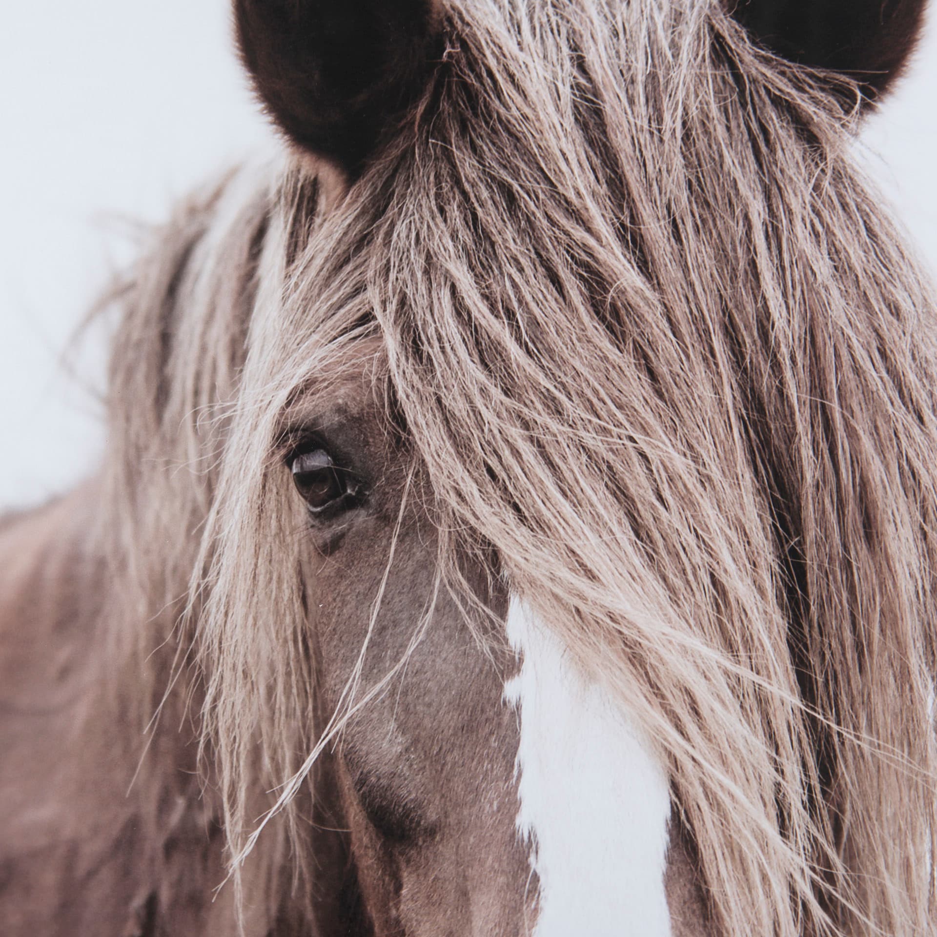 Wild Mane by Mercana Studio a Framed Photo Art Print Matted under Glass — product photograph