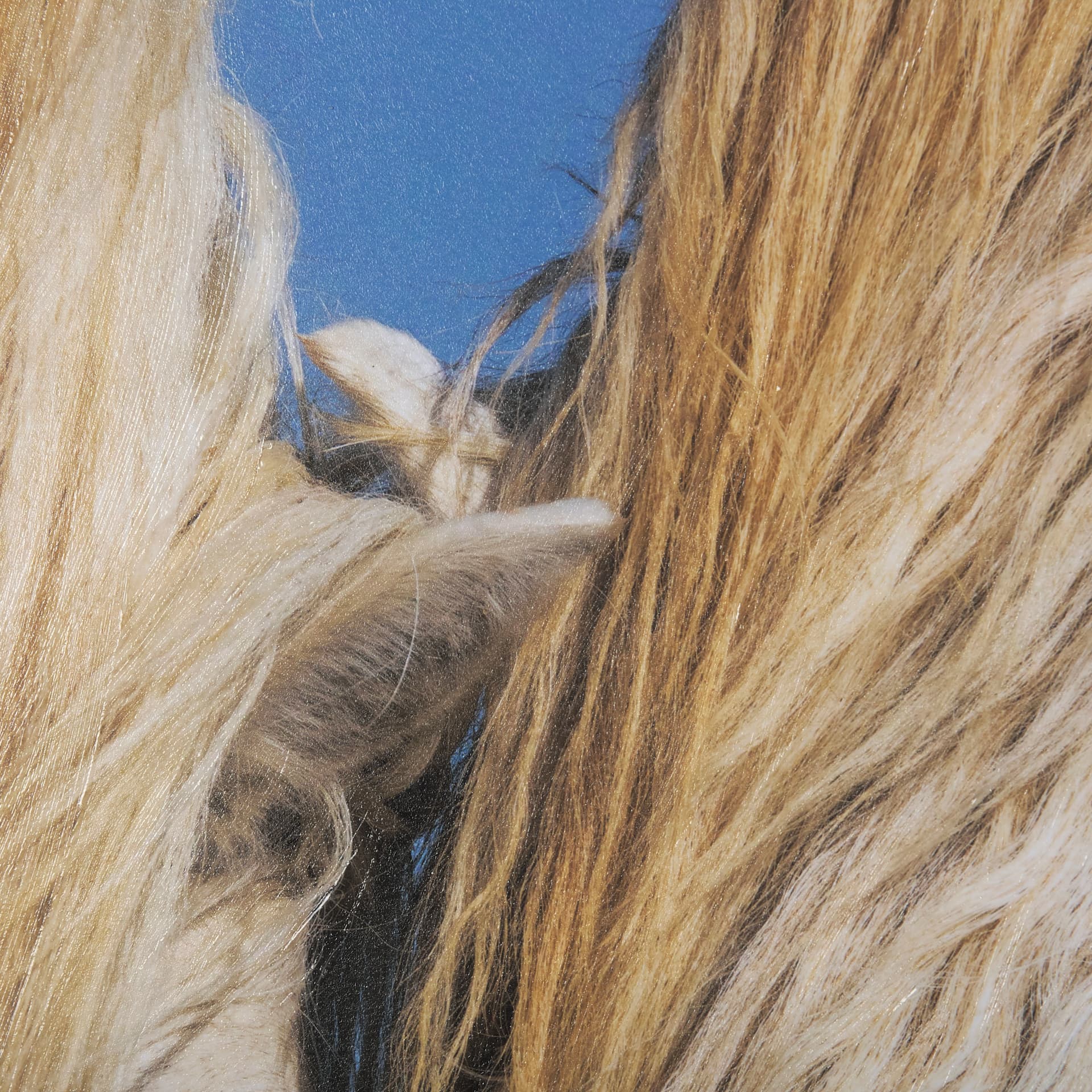 Nuzzled Together by Mercana Studio a Hand Embellished Textured Framed Art Photo Matted under Glass — product photograph