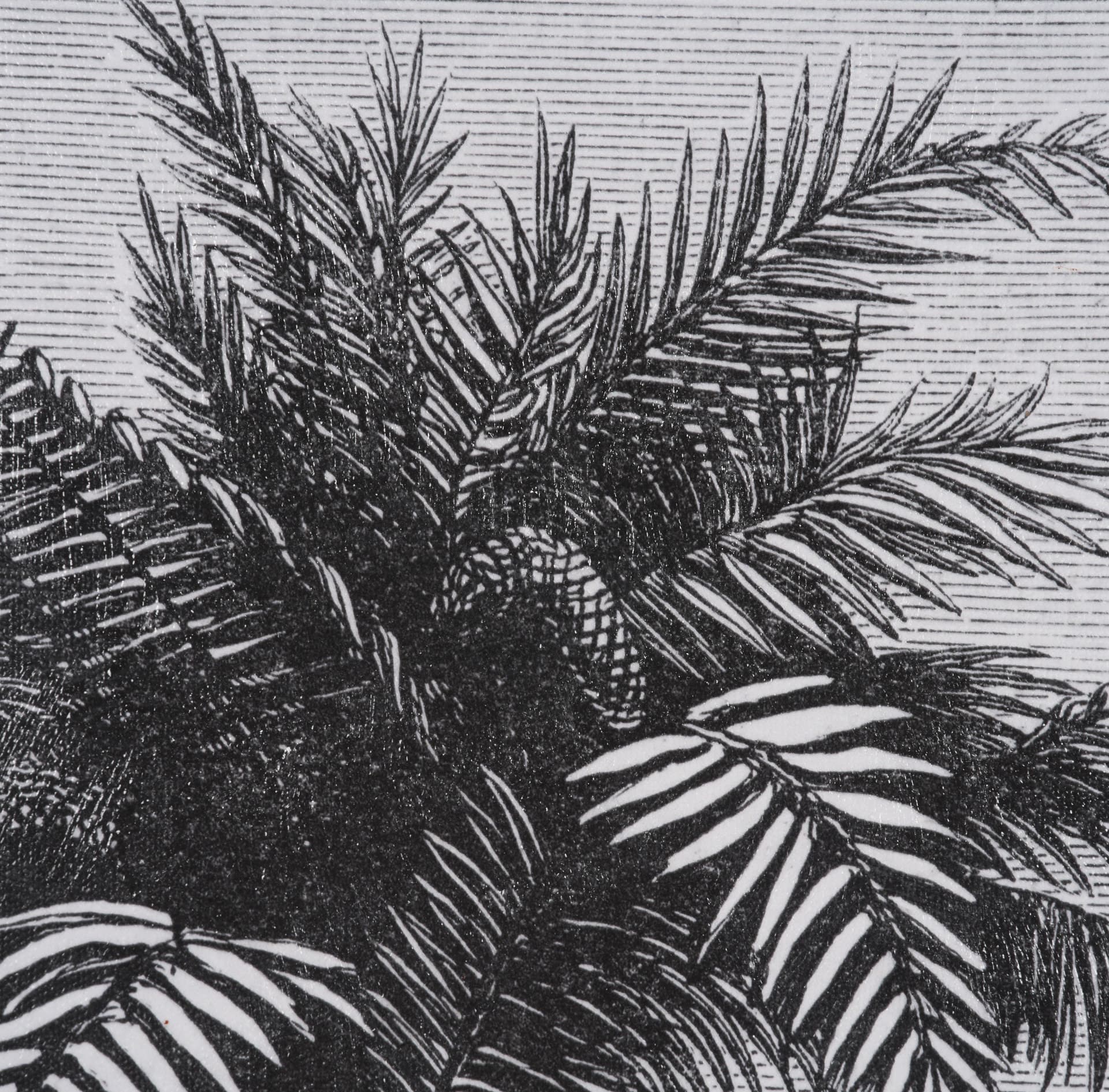 Vintage Palm Tree Drawing V by Les Palmiers Histoire a Hand Embellished Textured Framed Canvas — product photograph