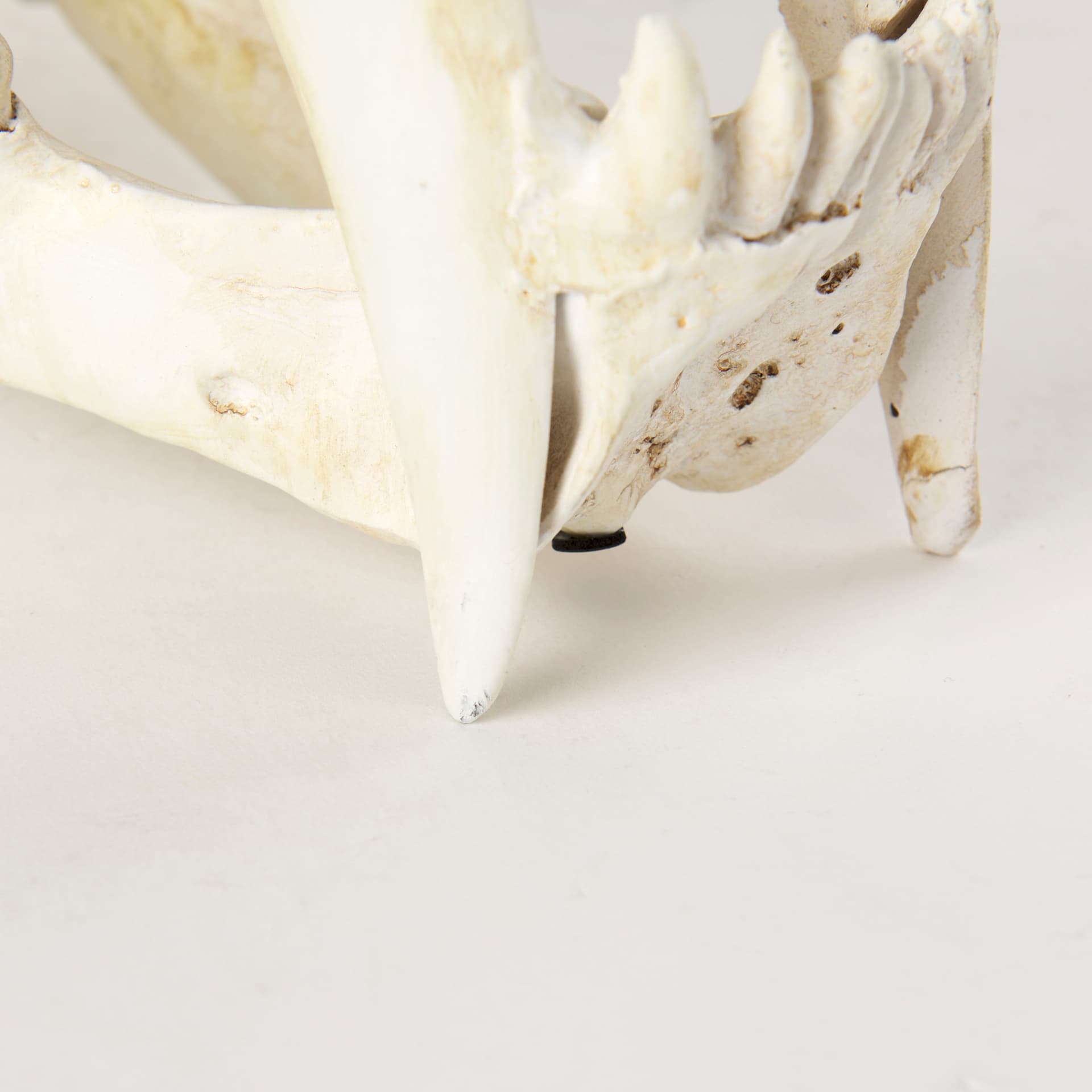 Fozzil 9L x 9W Resin Sabretooth Skull Replica — product photograph
