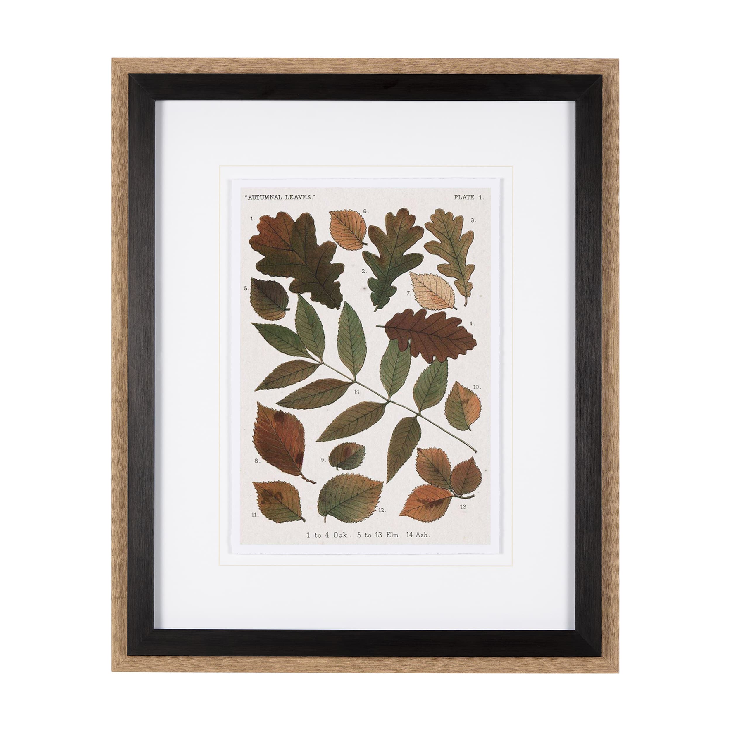 Autumnal Leaves V by Vision Studio a Framed Art Print Matted under Glass — product photograph