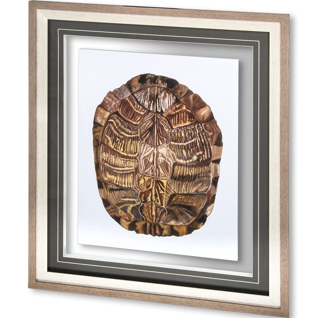 Tortoise Shell Detail I by Naomi McCavitt a Framed Art Print Matted under Glass — product photograph