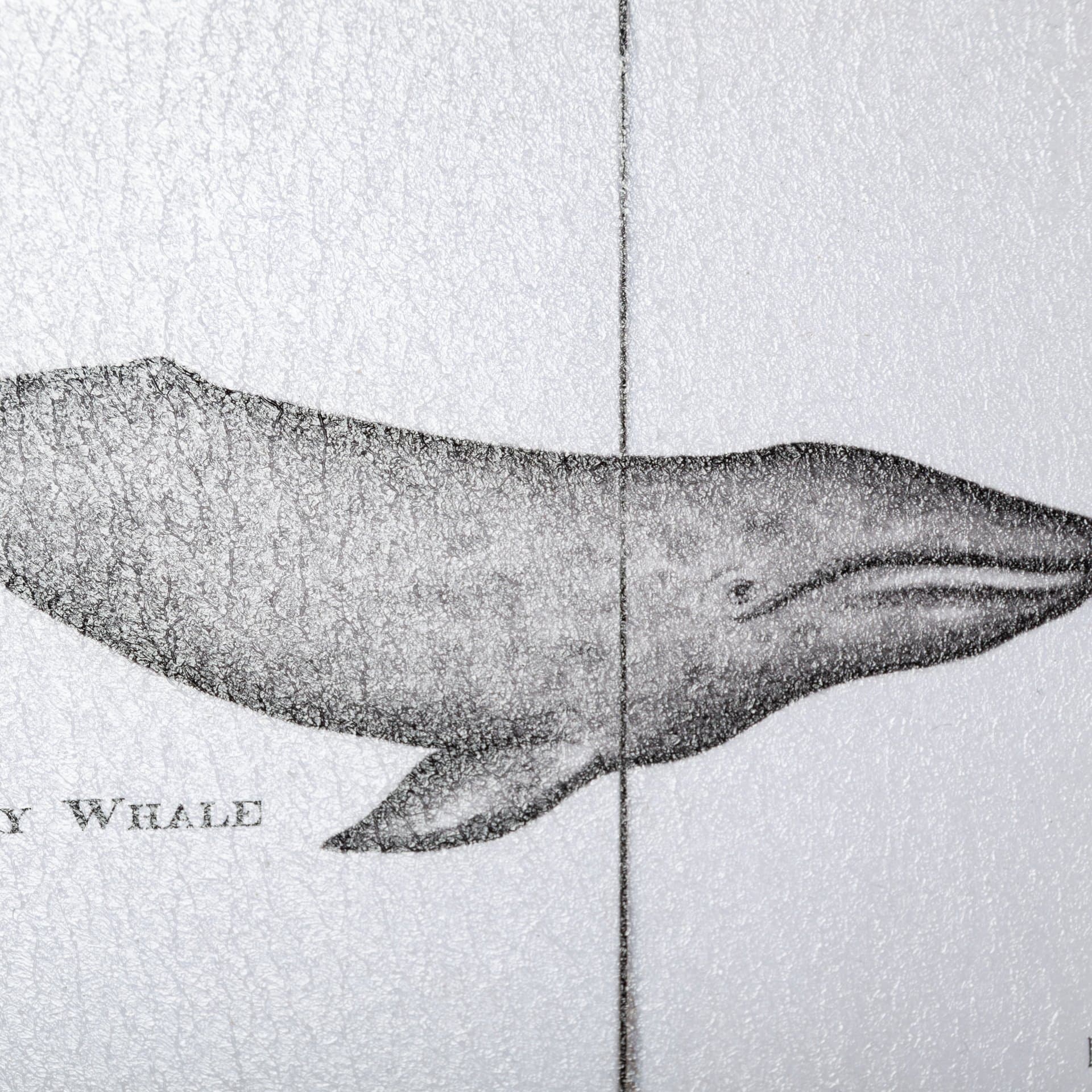 Narwhal by Mercana Studio a Hand Embellished Textured Framed Art Print — product photograph