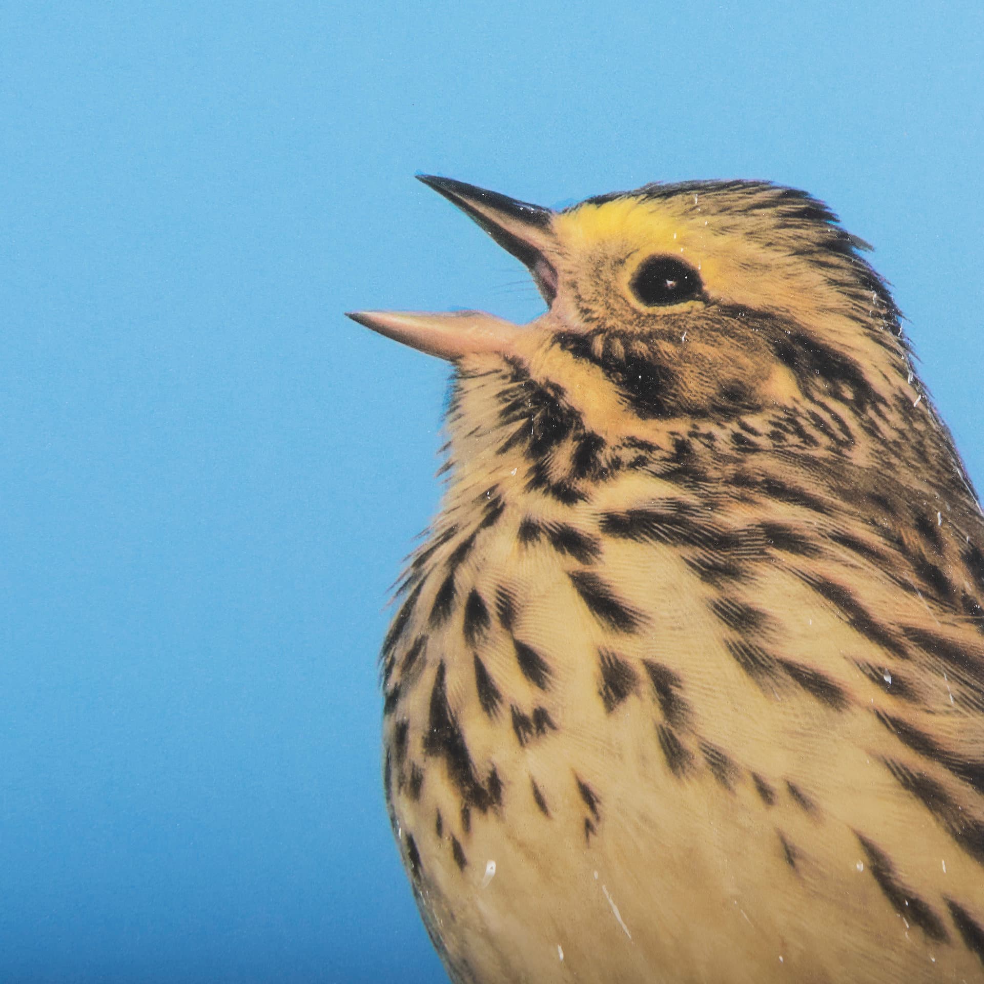 Morning Song by Mercana Studio a Hand Embellished Textured Framed Photo Art Print Matted under Glass — product photograph