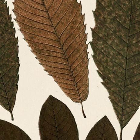 Autumnal Leaves I by Vision Studio a Framed Art Print Matted under Glass — product photograph