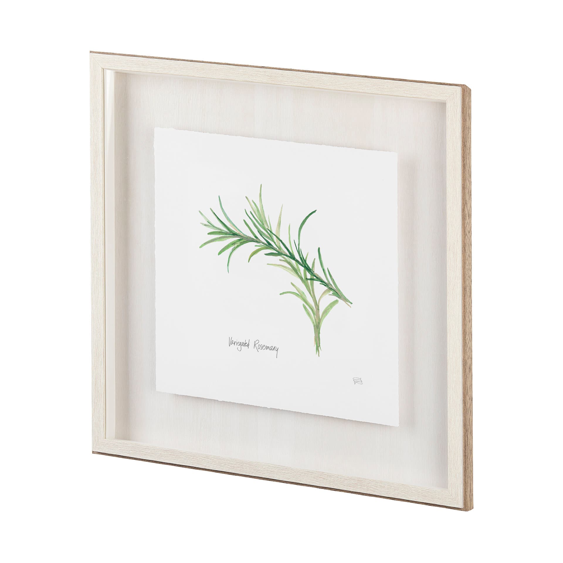 Variegated Rosemary v2 by Chris Paschke a Framed Art Print Matted under Glass — product photograph