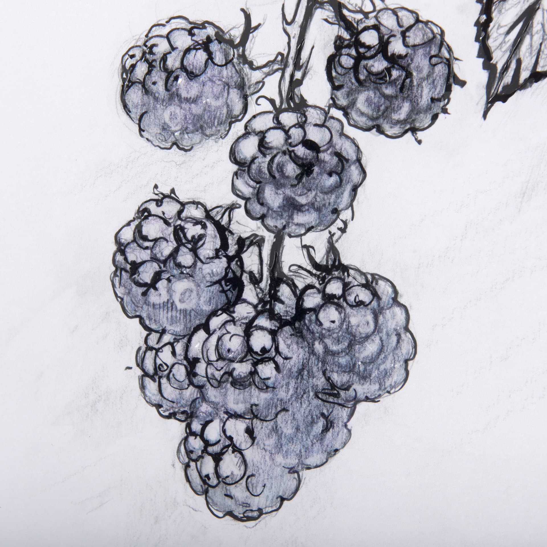 WildBerry Collection Blackberry Mercana Studio Hand Embellished Framed Art Print Matted under Glass — product photograph