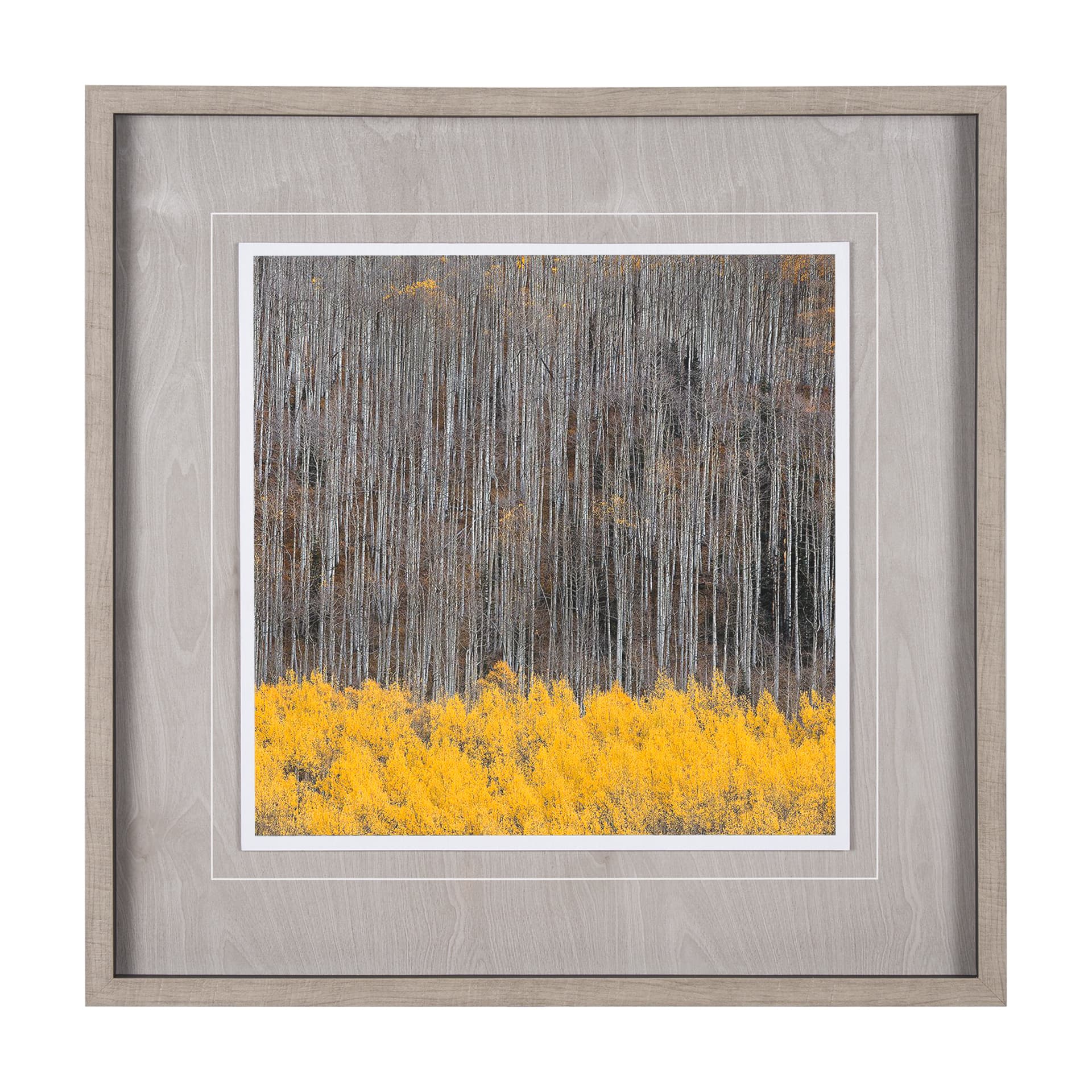 Aspen Trees 4 by Jamie Cook a Hand Embelished Textured Framed Photo Art Print Matted under Glass — product photograph