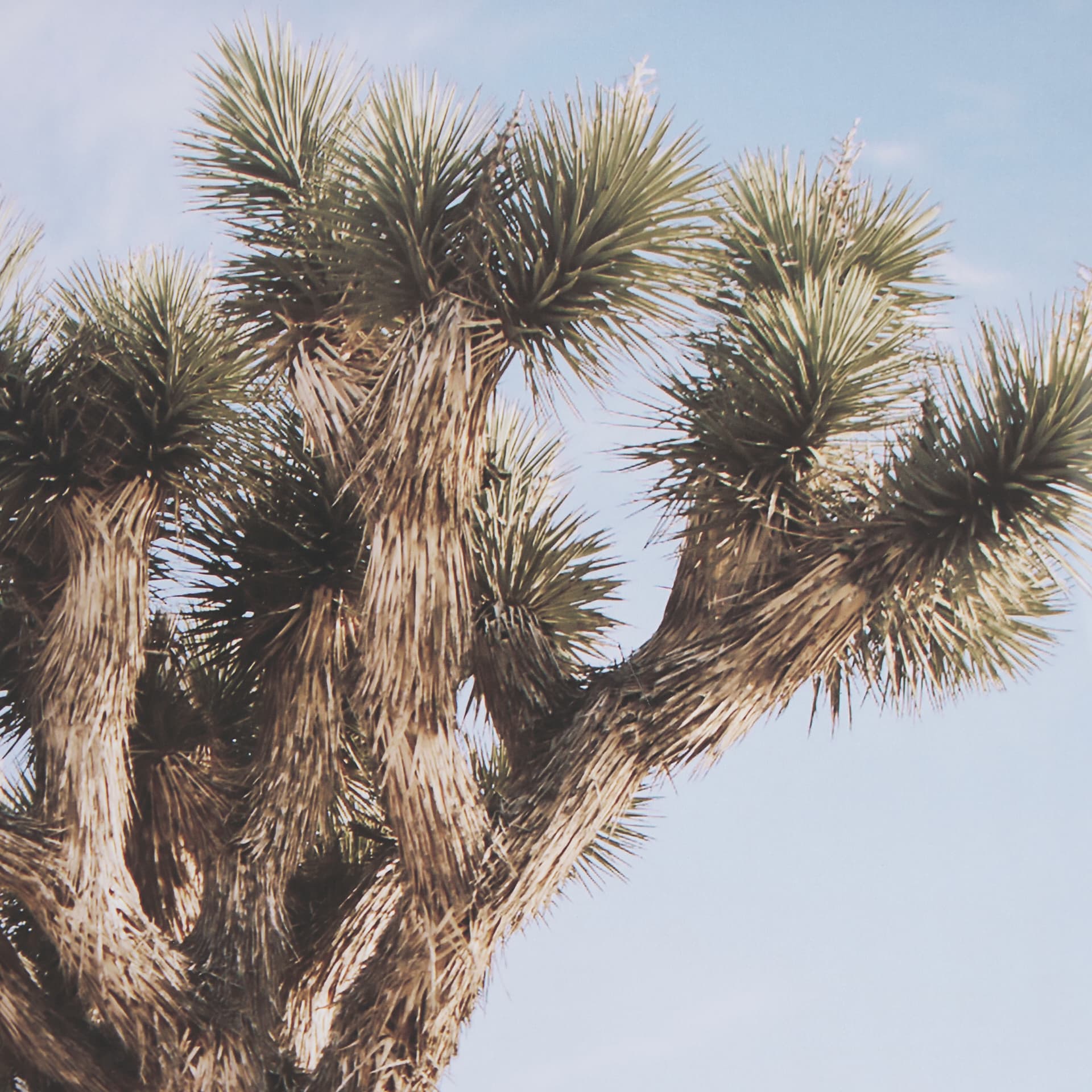 Joshua Tree 1 by THE Studio a Framed Photo Art Print Matted under Glass — product photograph