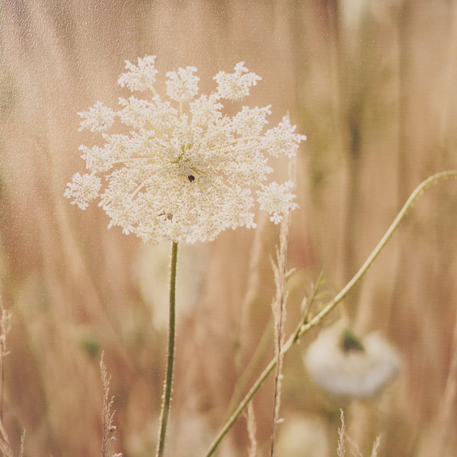 Wild Carrot Flowers by Zaira Zarotti Textured Framed Photo Print Matted under Glass — product photograph