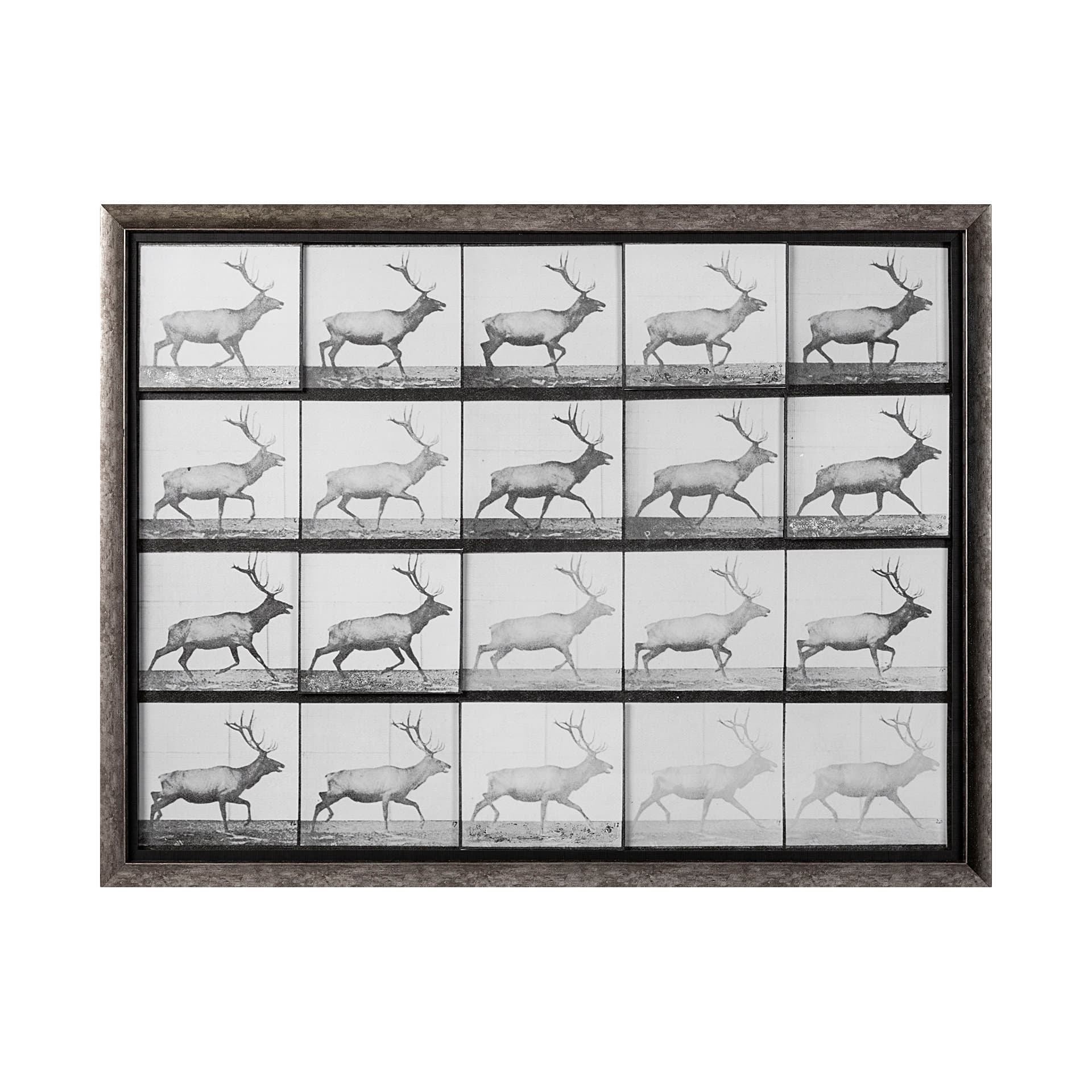 Elk Trotting by Eadweard Muybridge a Hand Embellished Textured Framed Art Print Matted under Glass — product photograph