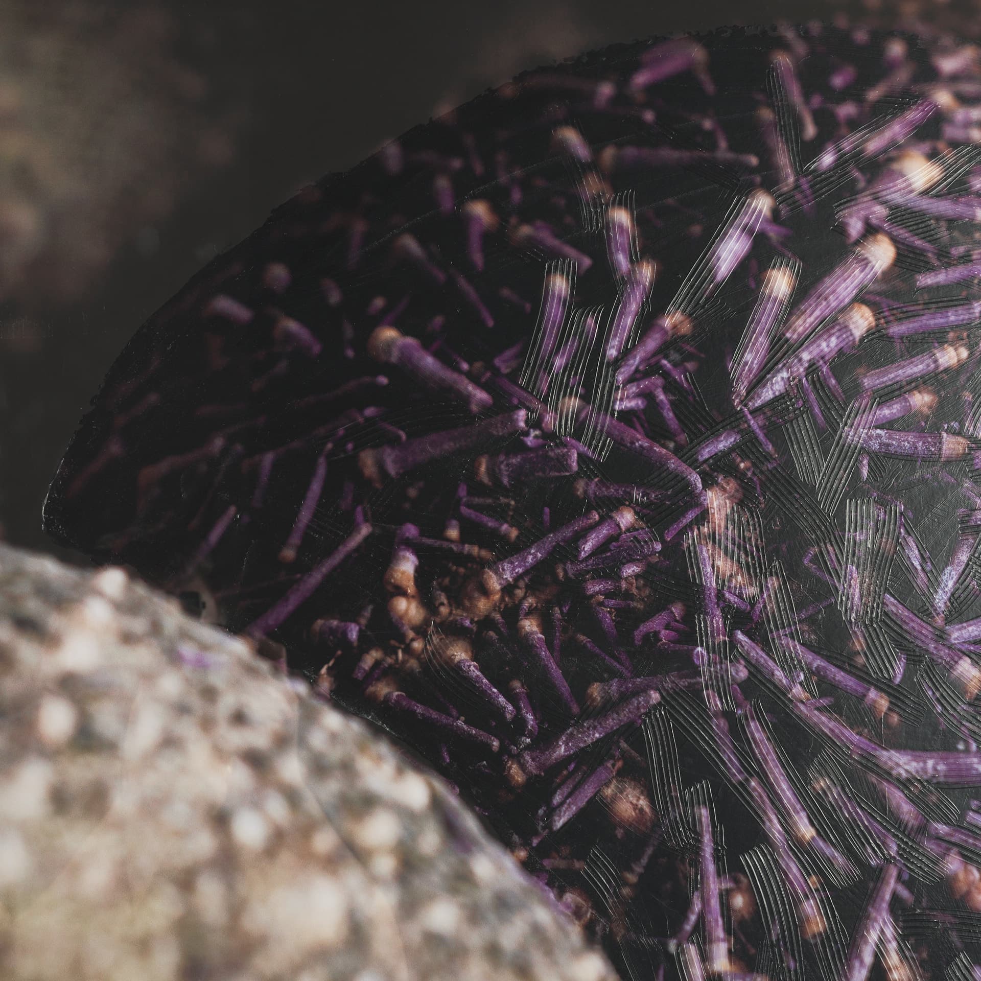 Purple Sea Urchins by Nathan Larson a Hand Embellished Framed Photo Art Print Matted under Glass — product photograph