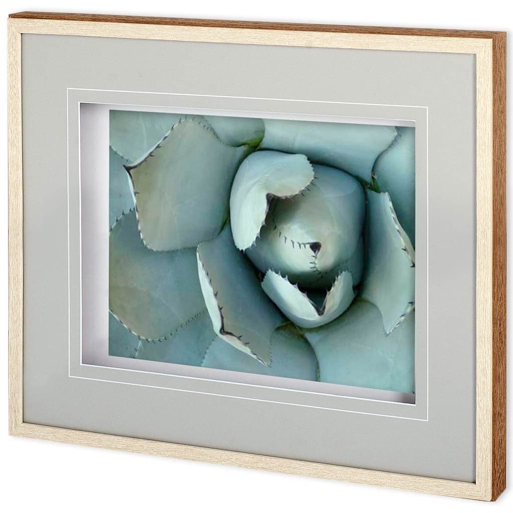 Agave Detail II by Alison Jerry a Framed Photo Art Print Matted under Glass — product photograph