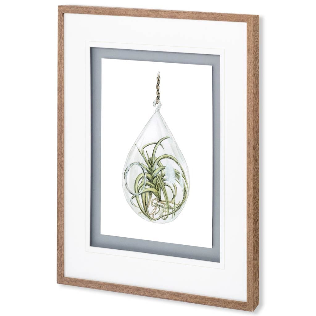 Air Plant 3 by Harvey, Brenna a Framed Art Print Matted under Glass — product photograph