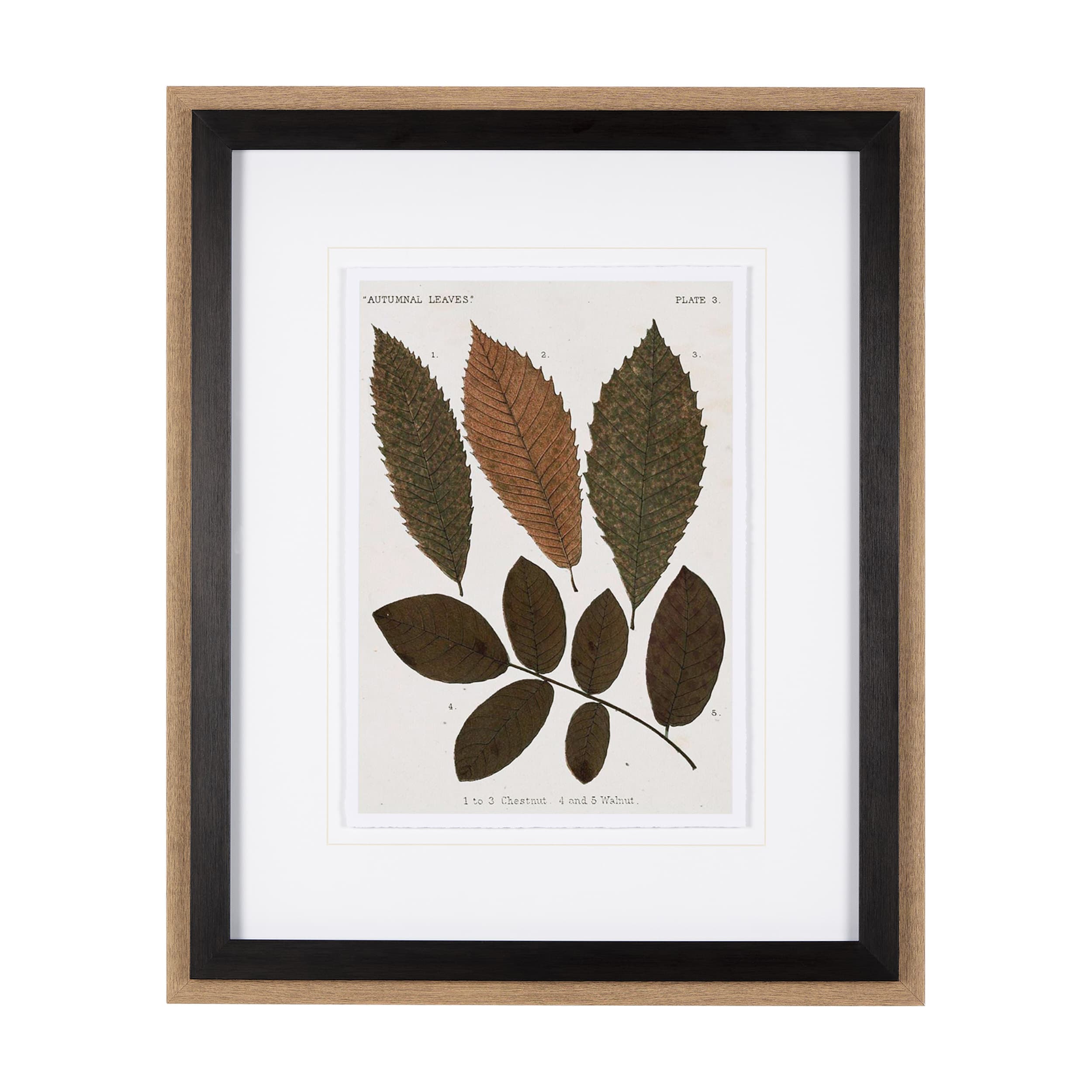 Autumnal Leaves I by Vision Studio a Framed Art Print Matted under Glass — product photograph