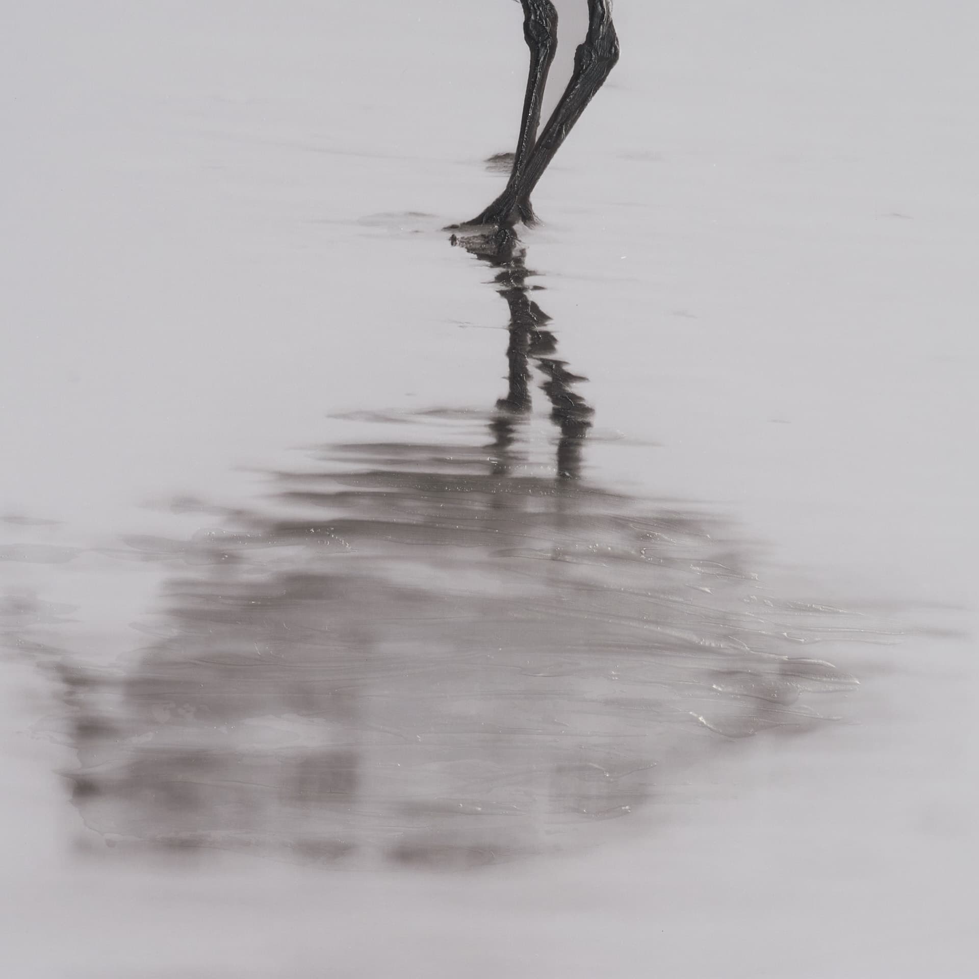 Tybee Island Sanderling by Nathan Larson a Hand Embellished Framed Photo Print under Glass — product photograph