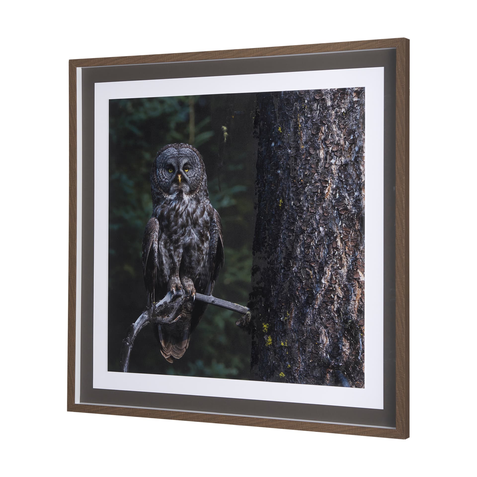 Night Owl by Chad Mackay a Hand Embellished Textured Framed Photo Art Print Matted under Glass — product photograph