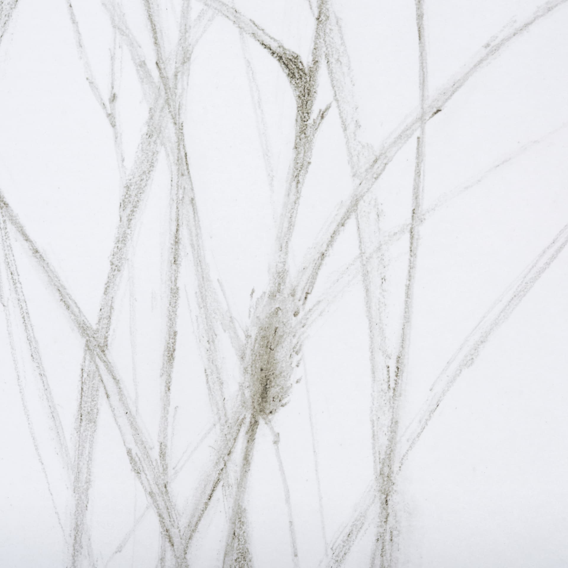 Growing Along The River I by Mercana Studio a Framed Art Print Matted under Glass — product photograph