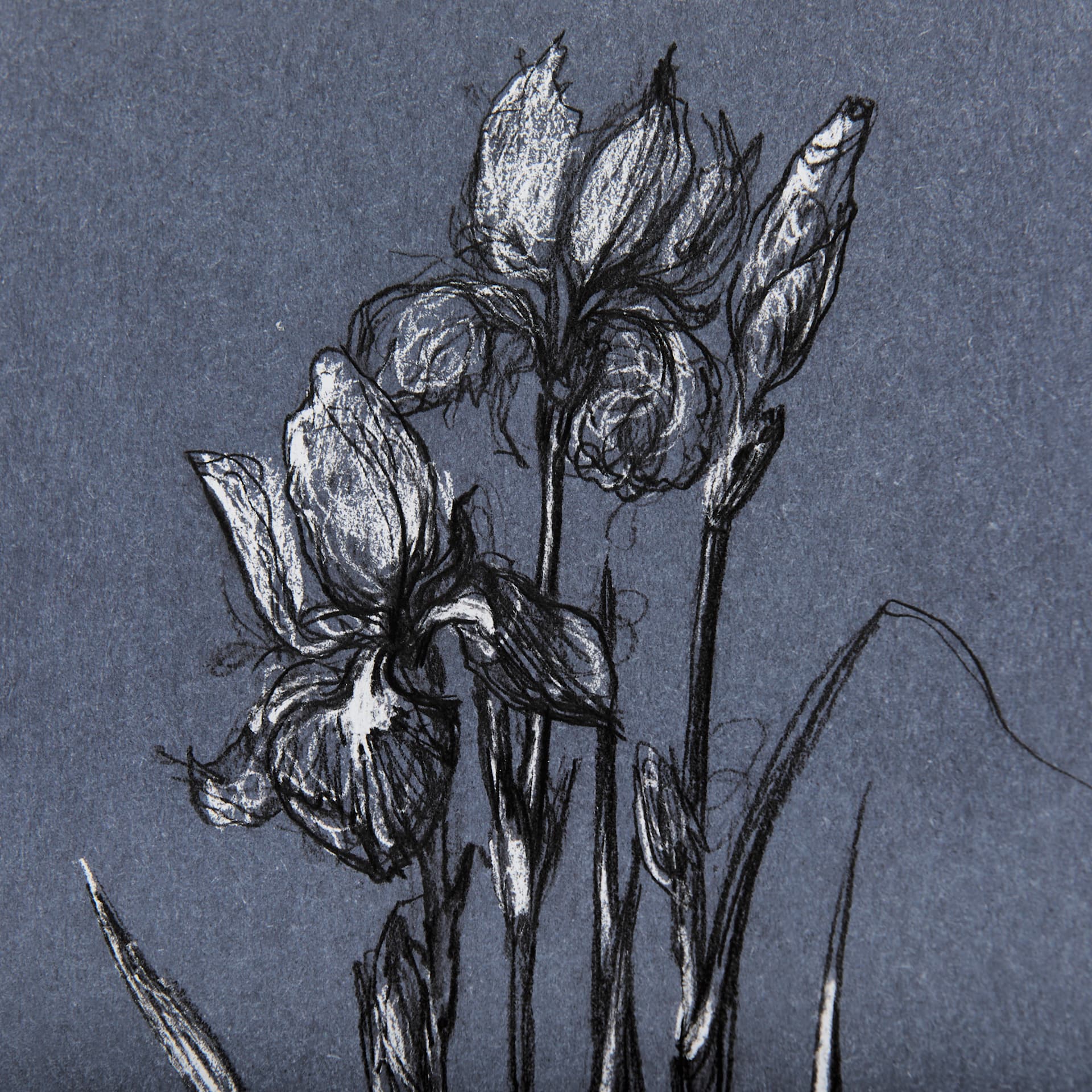 Botanical sketches IV (Blue) by Mercana Studio Hand Embellished Framed Art Print Matted under Glass — product photograph